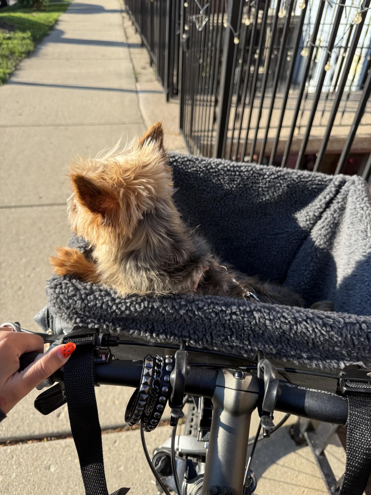 K&H Dog Bike Basket Front Mount, Pet Bike Carrier for Small Dogs & Cats, Bicycle Dog Basket with Safety Leash, Washable Liner, Heavy Duty Metal Frame, Universal Fit, 16x12x10 in customer photo 2
