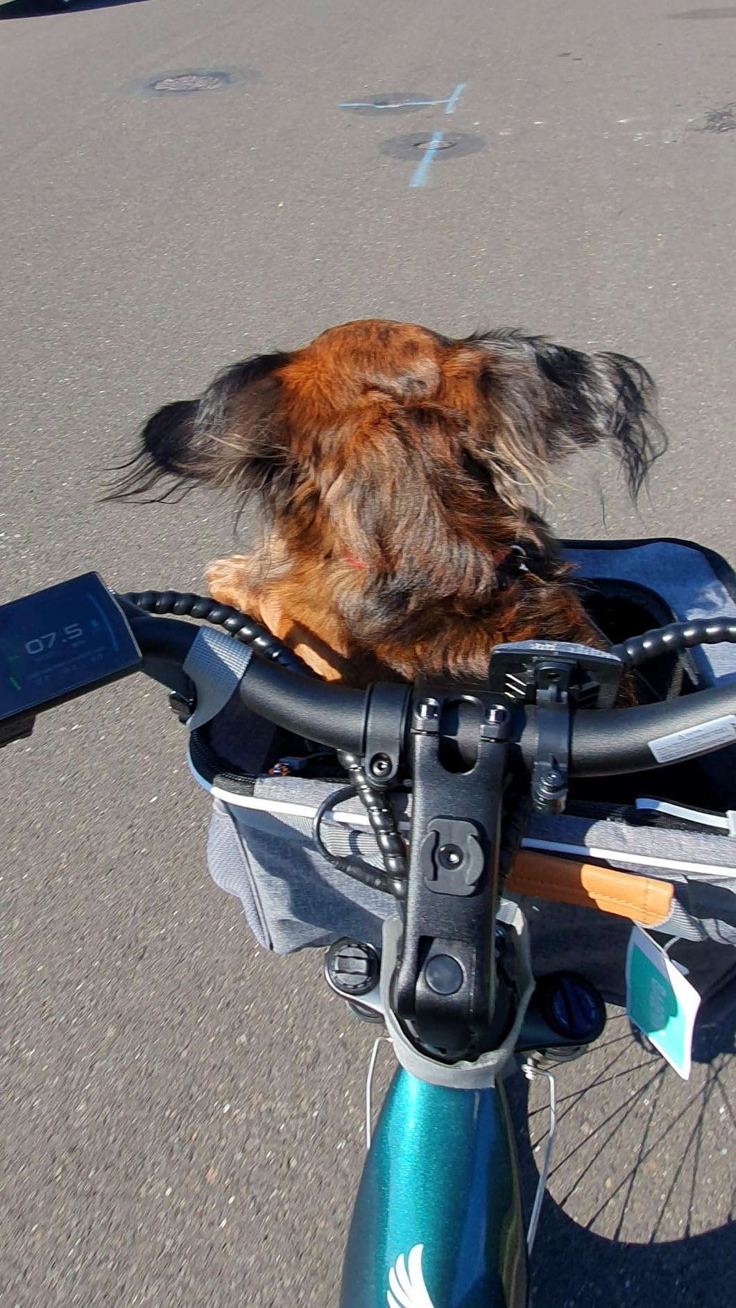 Dog Bike Basket, Soft-Sided Dog Bike Carrier with 4 Mesh Windows for Small Dog Cat Puppies - Grey customer photo 2
