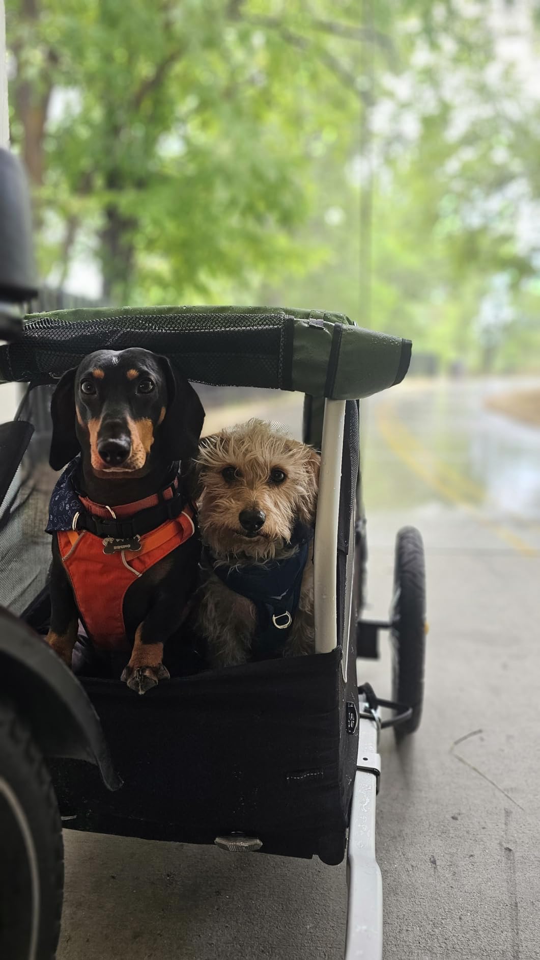 Burley Tail Wagon | Lightweight Dog Bike Trailer with Mesh Windows customer photo 1