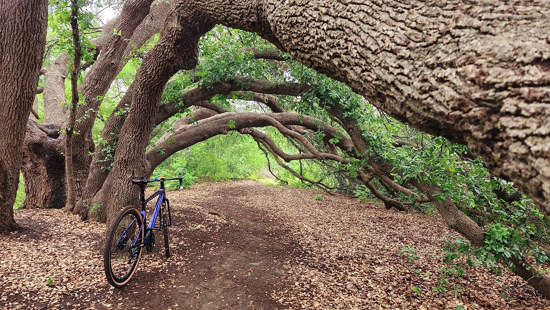 KABON Carbon Gravel Road Bike, T800 Carbon Fiber Frame 700C Road Bike with 18 Speeds Drivetrain, Integrated Carbon Handlebar, Disc Brakes Racing Bicycle customer photo 1
