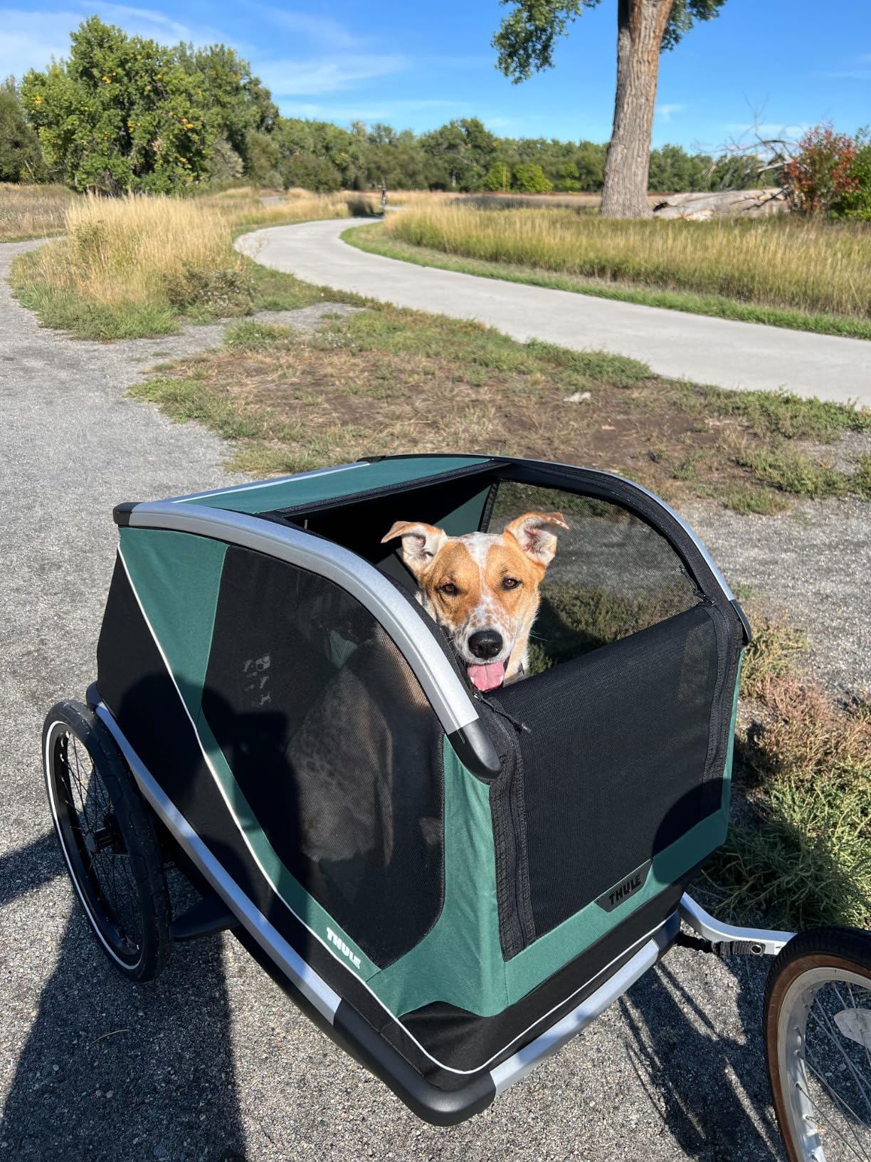 Thule Bexey Pet Bike Trailer - Carrier for Small & Large Sized Dogs customer photo 1