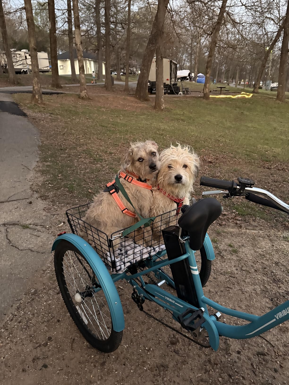 VIRIBUS Electric Trike, 26 inch Electric Tricycle for Adults 350W 7 Speed with 468Wh Removable Battery, 3 Wheel Electric Bikes for Seniors Men with Disc Brakes, Basket & Lock, 330 lb. E Trike customer photo 1