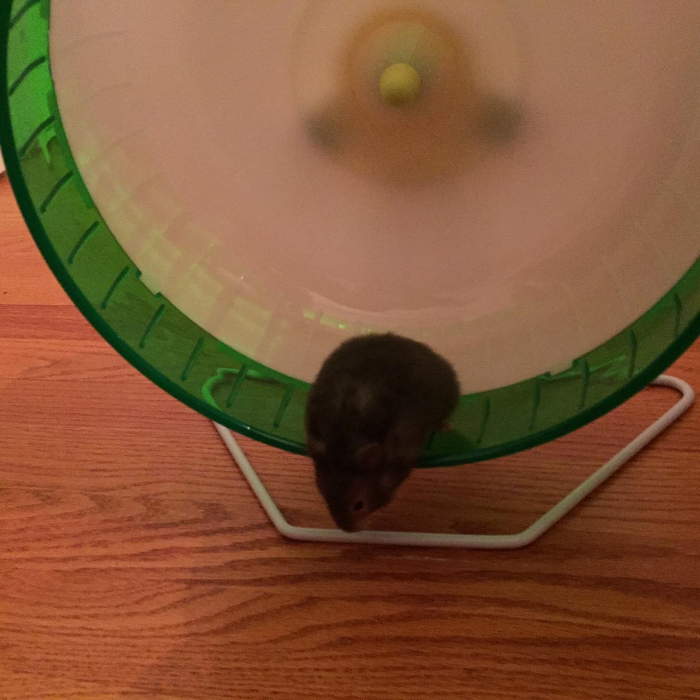Kaytee Silent Spinner Wheel For Pet Chinchillas, Rats, and Hedgehogs, Giant 12 Inch customer photo 1