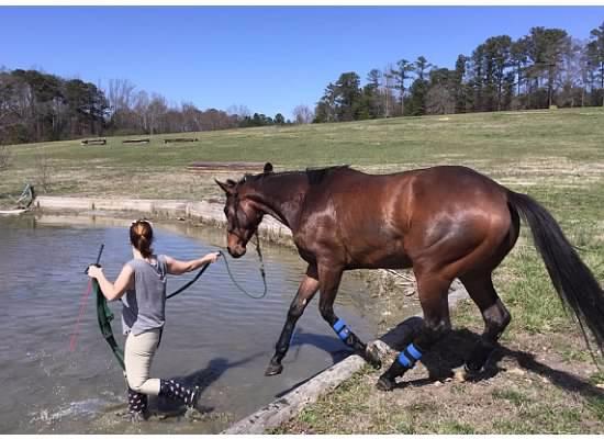 Tough1 Knotted Rope Halter with Twisted Crown customer photo 1