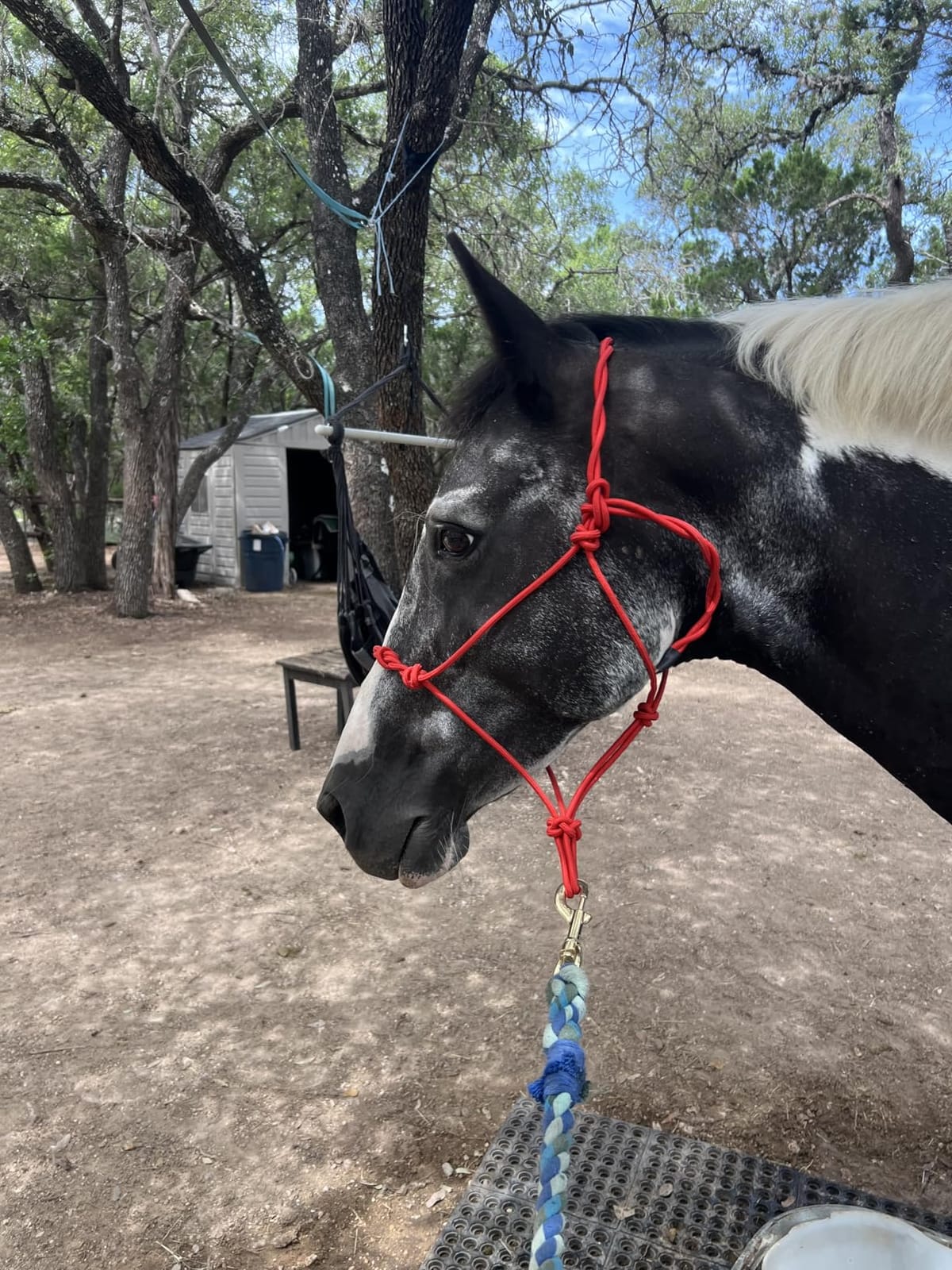 Tough1 Knotted Rope Halter with Twisted Crown customer photo 2