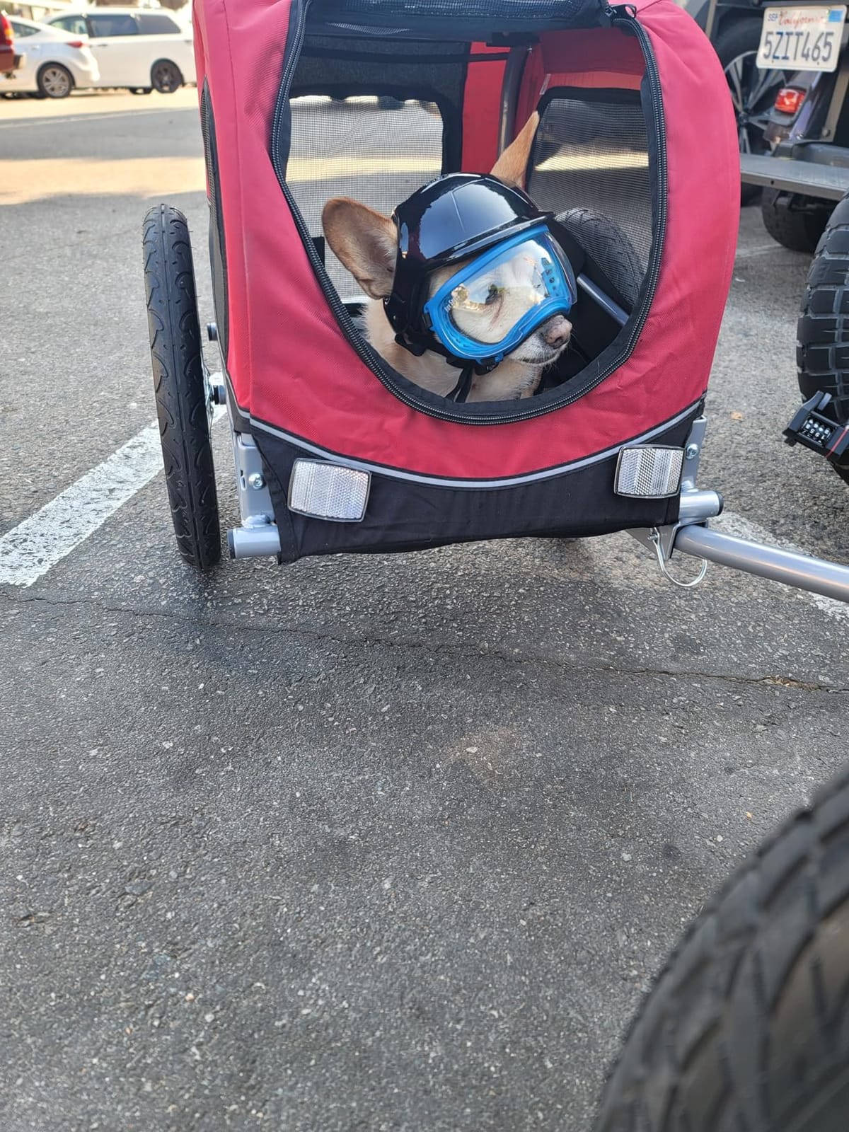 TRIXIE Medium Dog Bike Trailer - Foldable Pet Bicycle Trailer for Dogs up to 48lbs - Features Quick Fastening Wheels, 2 Doors, Safety Leash & Waterproof Carrier - 50 x 25 x 26.5in - Black/Red customer photo 2