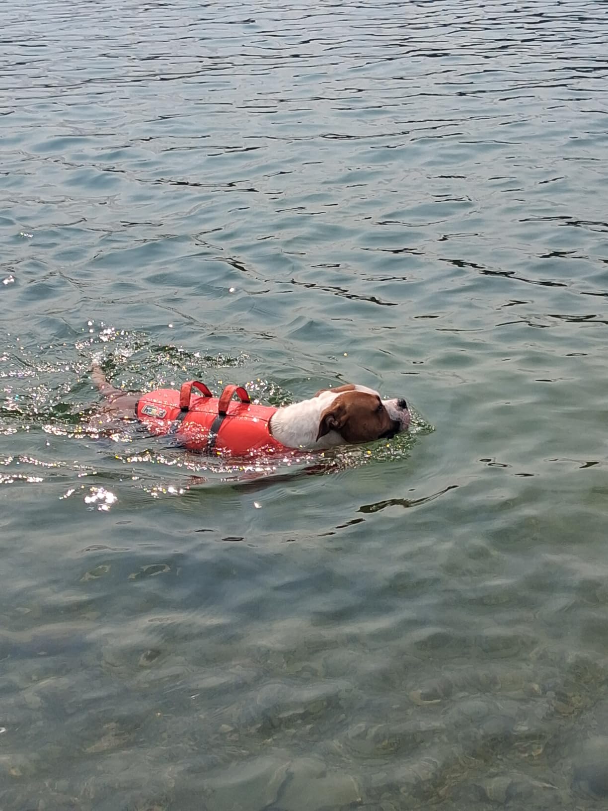 Outward Hound Granby Splash Dog Life Jacket, Life Vest, Orange, Medium | Max Buoyancy, Adjustable Fit, Head/Neck Support, Rescue Handle, Reflective, Swimming & Boating, Medium Dogs (21-27