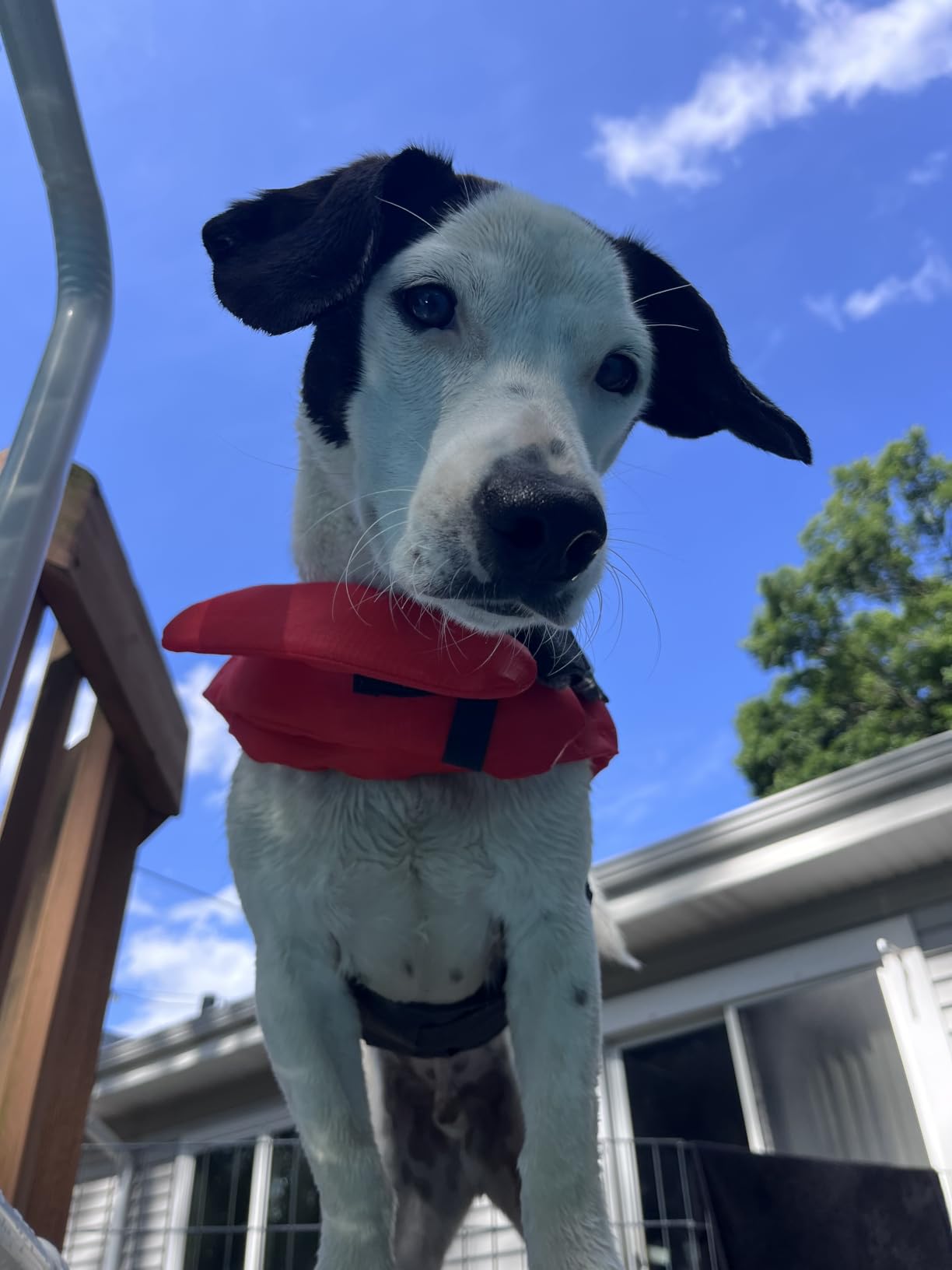 Outward Hound Granby Splash Dog Life Jacket, Life Vest, Orange, Medium | Max Buoyancy, Adjustable Fit, Head/Neck Support, Rescue Handle, Reflective, Swimming & Boating, Medium Dogs (21-27