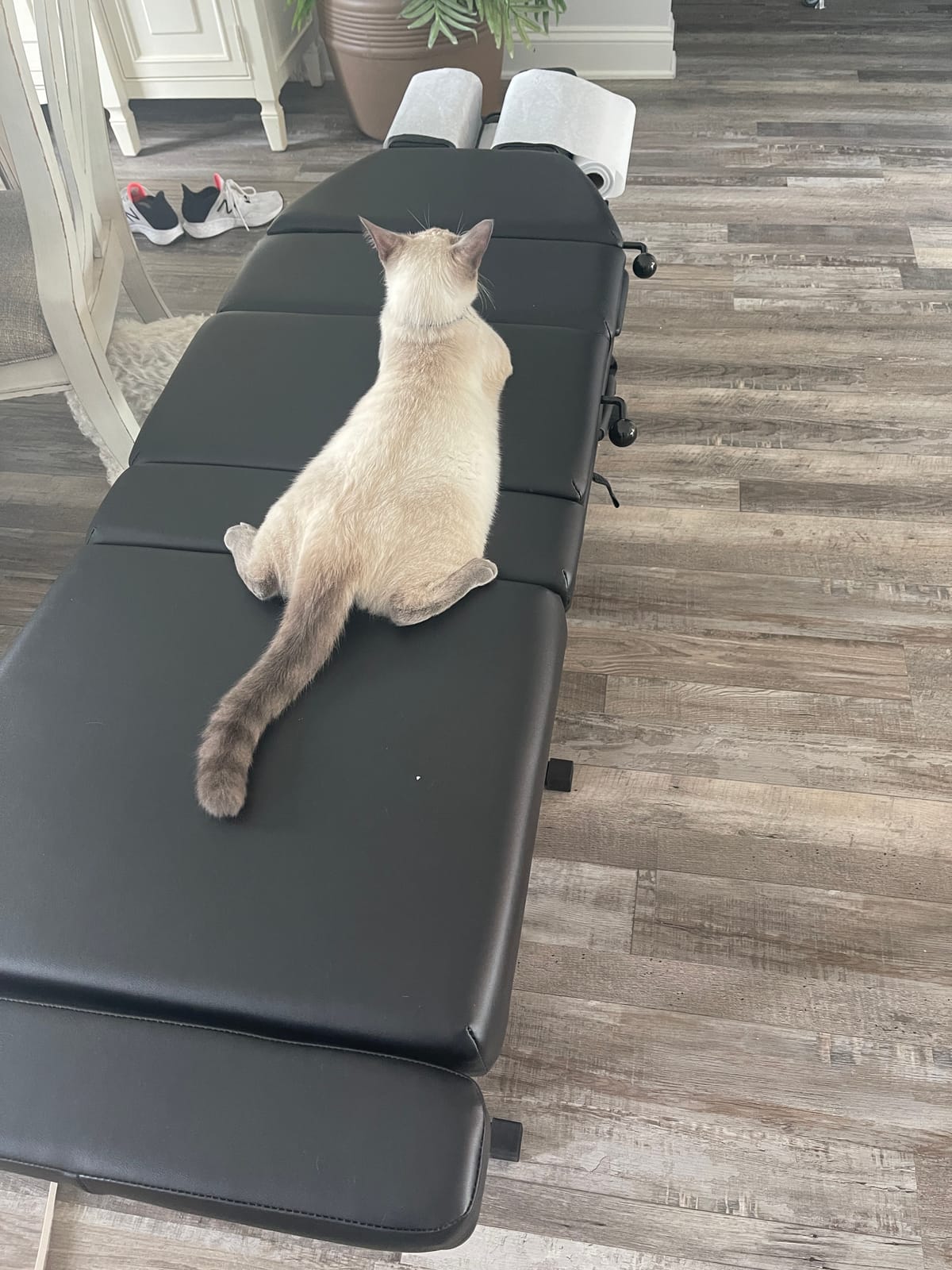 Royal Massage Sheffield 120 Chiropractic Adjusting Table - Professional Portable Drop Table for Chiropractors - Foldable with Adjustable Headrest, Thoracic & Pelvic Drops customer photo 1