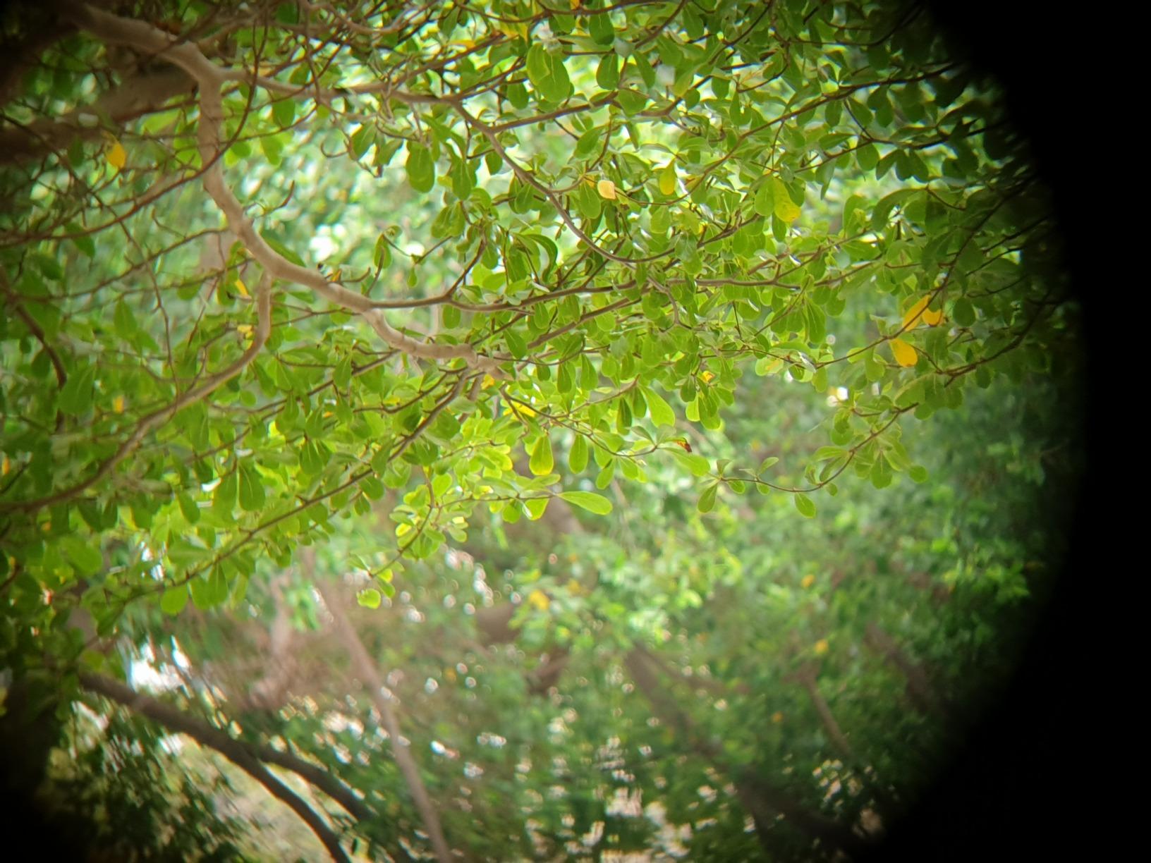 Celestron Nature DX ED 8x42 Premium Waterproof Birding Binoculars | ED Glass for True-to-Life Color, Fully Multi-Coated Optics & Phase Coated BaK-4 Prism, Sharp Edge-to-Edge Views, Waterproof customer photo 2
