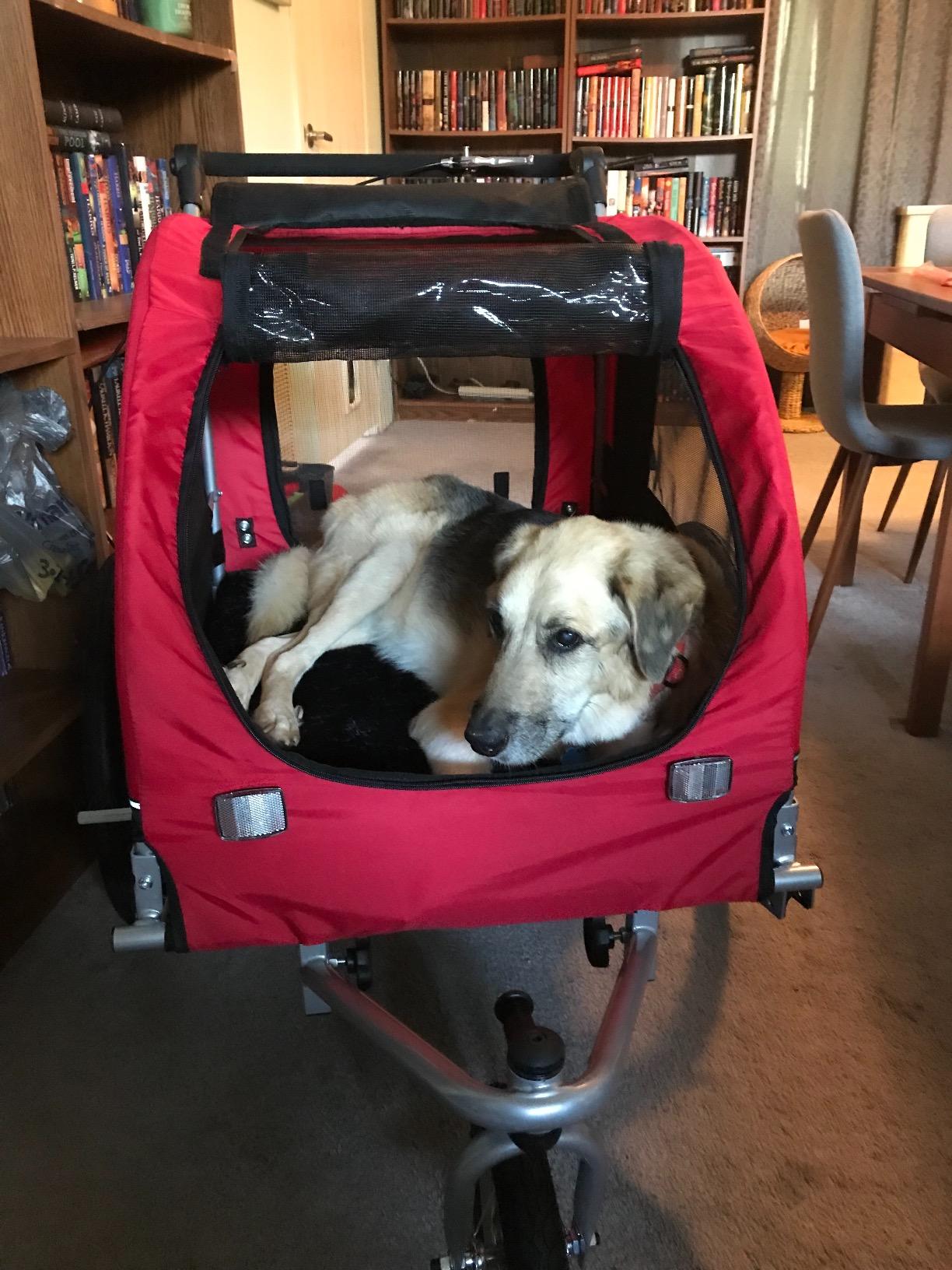 Best Choice Products 2-in-1 Dog Bike Trailer, Pet Stroller Bicycle Carrier w/Hitch, Suspension, Visibility Flag and Reflectors, 66lb Weight Capacity customer photo 2