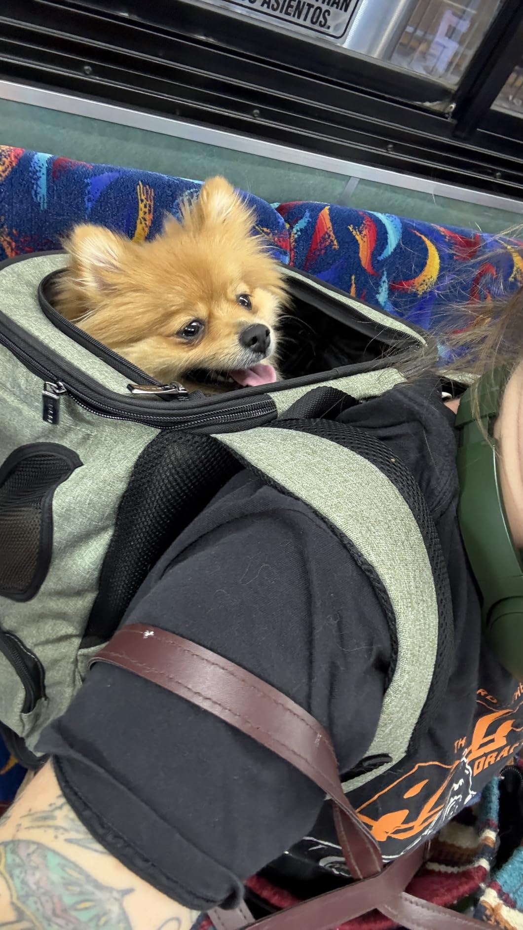 Petsfit Pet Backpack Carrier Easy-Fit Dog Travel Backpack Carrier for Hiking Walking Cycling Suitable for Small Medium Dogs Cats and Rabbits up to 22 Pounds, Green customer photo 2