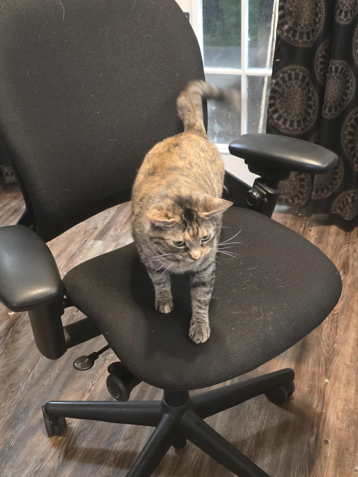 Steelcase Leap Office Chair - Ergonomic Work Chair with Wheels for Carpet Flooring - Supports Unique Body Shape - with Natural Glide System & Liveback Technology - Blue Nickel customer photo 2