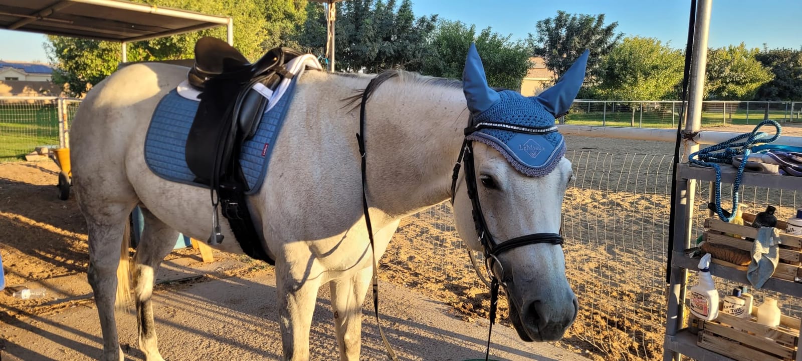 LeMieux Suede Dressage Square - English Saddle Pads for Horses customer photo 1