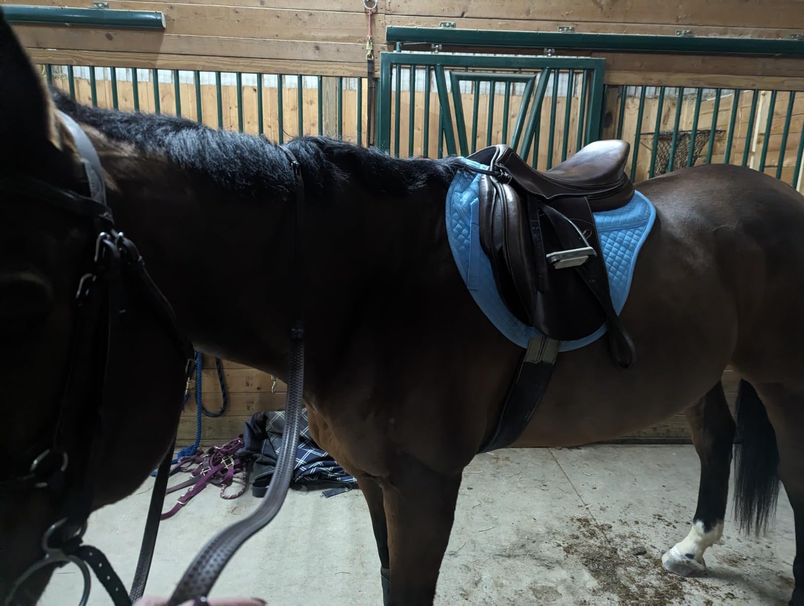 ECP Equine Comfort Products All-Purpose Contoured Correction Saddle Pad with Adjustable Memory Foam Inserts customer photo 1