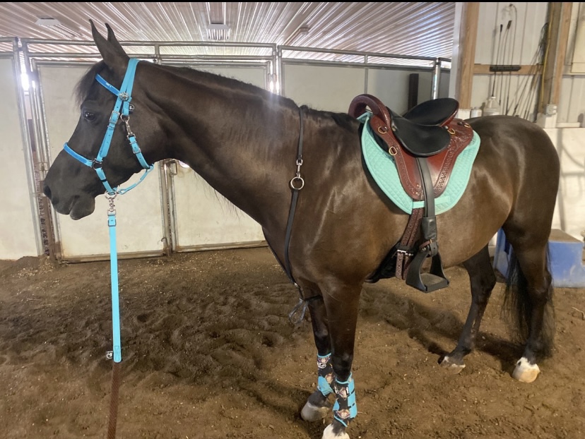 ECP Equine Comfort Products All-Purpose Contoured Correction Saddle Pad with Adjustable Memory Foam Inserts customer photo 2