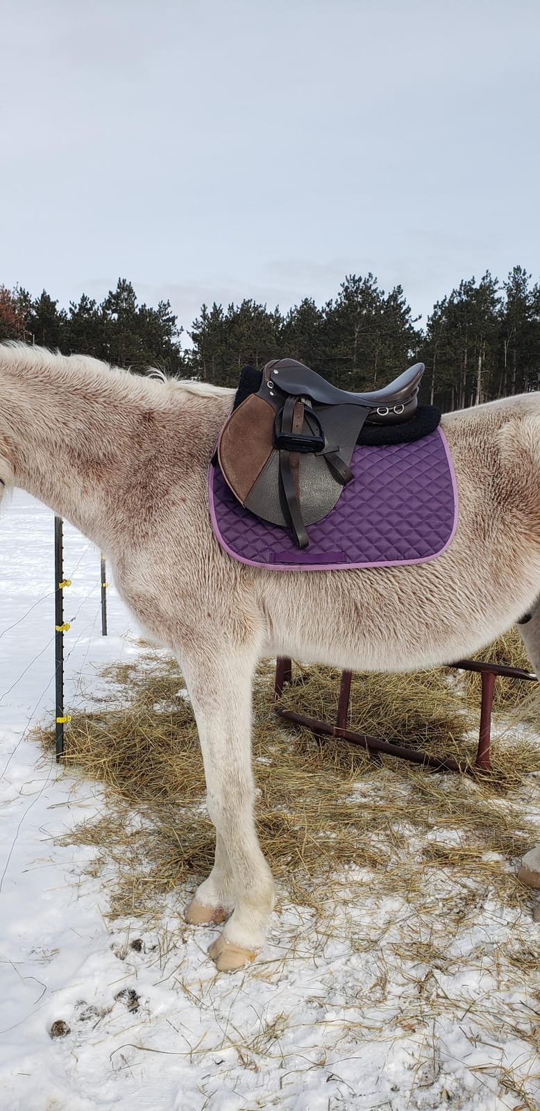 HORZE Fur Half Pad for Horses & Pony, Corrective Fleece English Saddle Pad customer photo 1