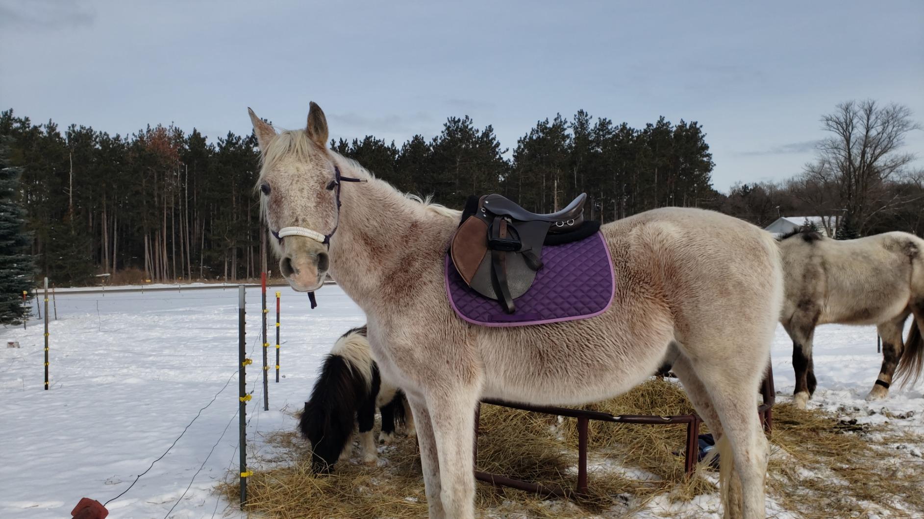 HORZE Fur Half Pad for Horses & Pony, Corrective Fleece English Saddle Pad customer photo 2