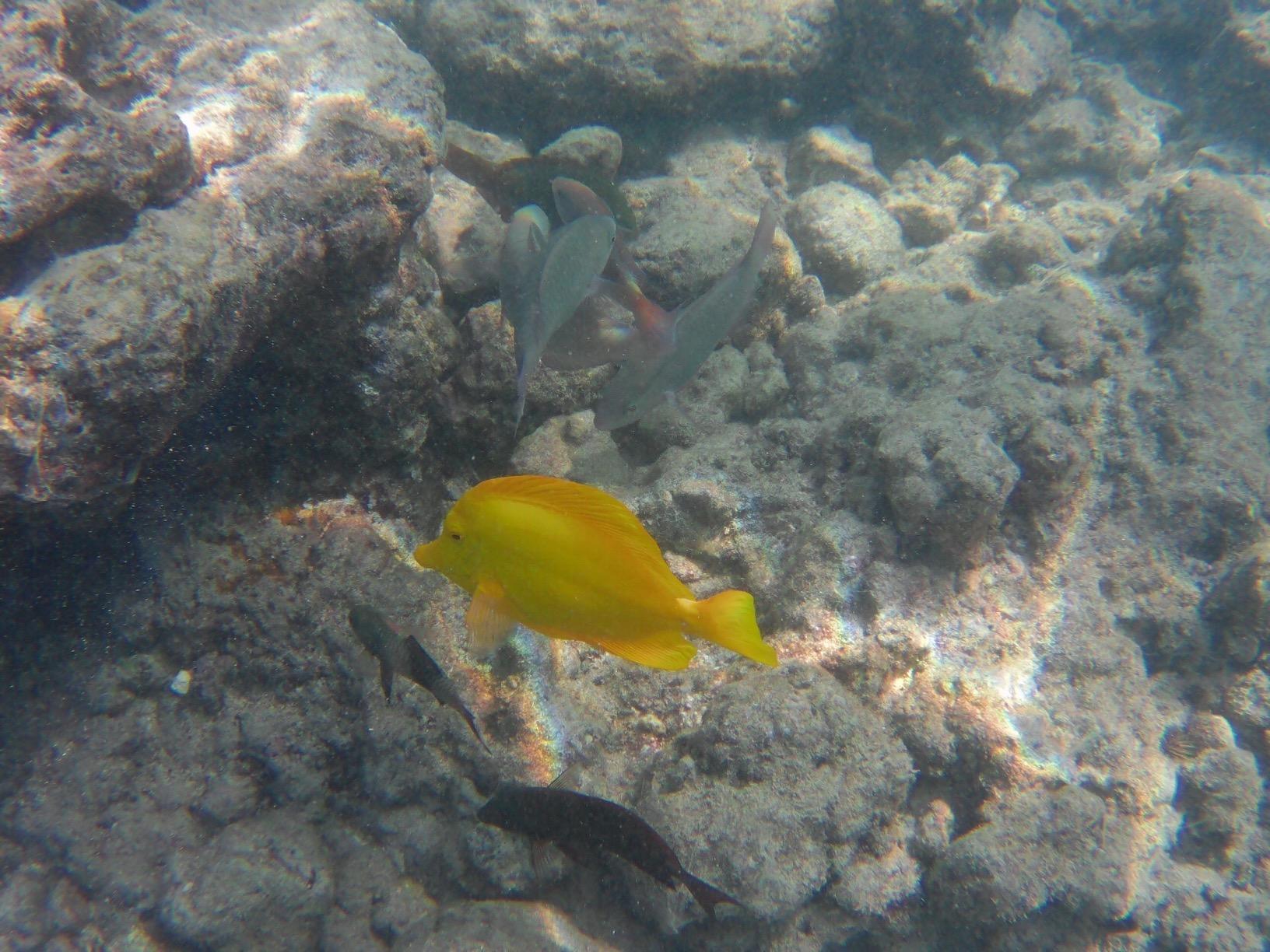AKASO Brave 4 Action Camera 4K30 Ultra Hd Waterproof Underwater Camera customer photo 2