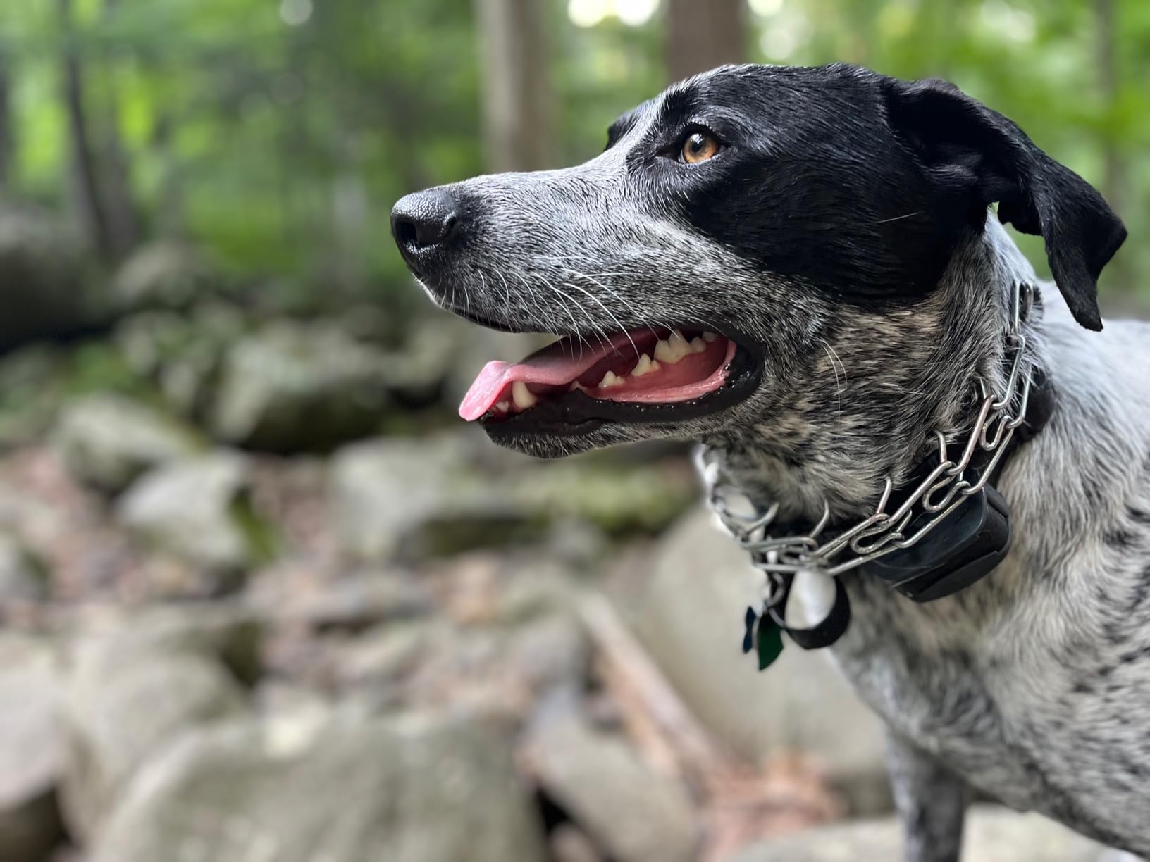 SportDOG SportHunter 825X Remote Dog Trainer, 1/2 Mile Range customer photo 1