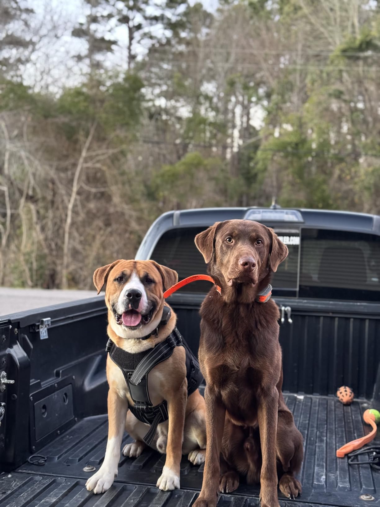 SportDOG SportHunter 825X Remote Dog Trainer, 1/2 Mile Range customer photo 2