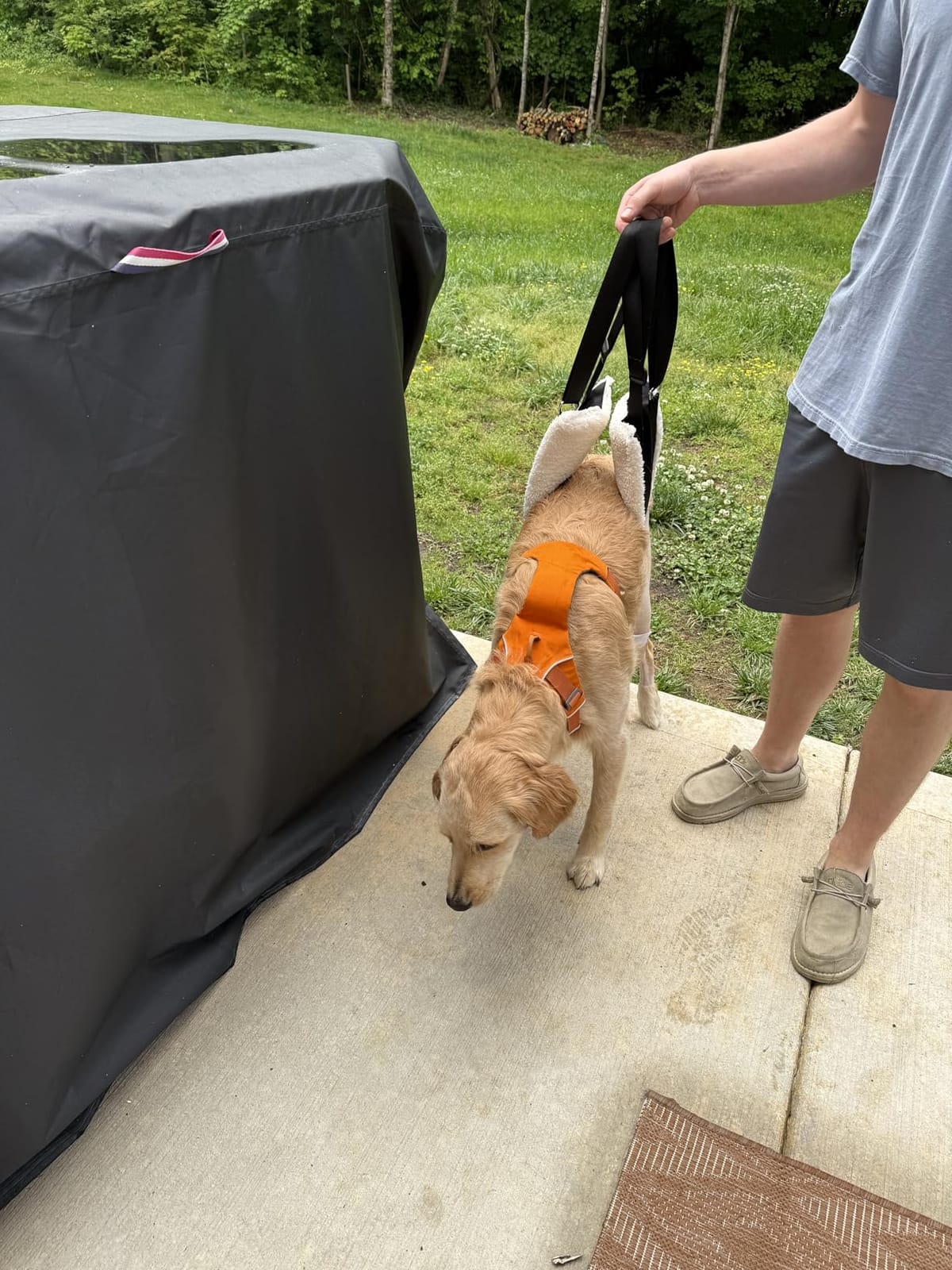 Adjustable Dog Sling for Large Dogs Hind Leg Support Weak Legs Mobility Aid | Dog Lift Harness, Helps Seniors, Injured, Disabled and After ACL Surgery Dogs, Daily Walk/ Stairs, Soft Padded, Easy to Use customer photo 1