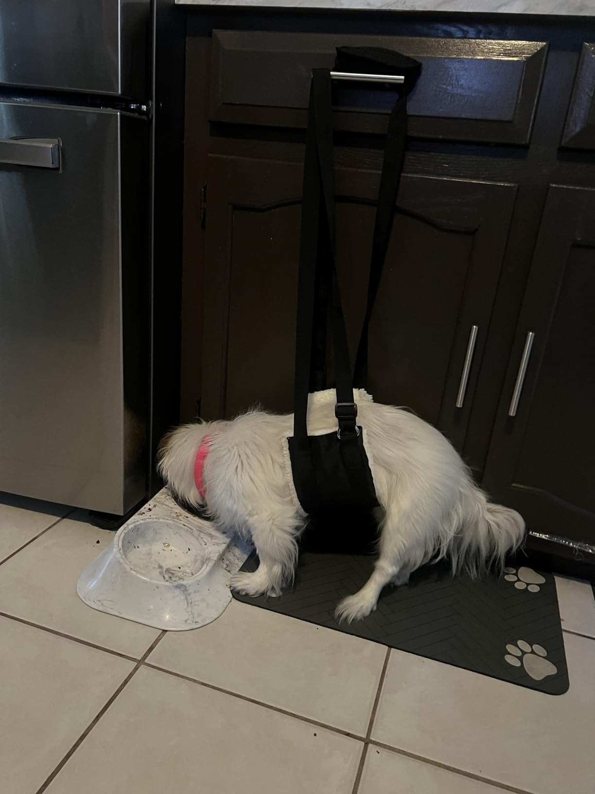 Adjustable Dog Sling for Large Dogs Hind Leg Support Weak Legs Mobility Aid | Dog Lift Harness, Helps Seniors, Injured, Disabled and After ACL Surgery Dogs, Daily Walk/ Stairs, Soft Padded, Easy to Use customer photo 2