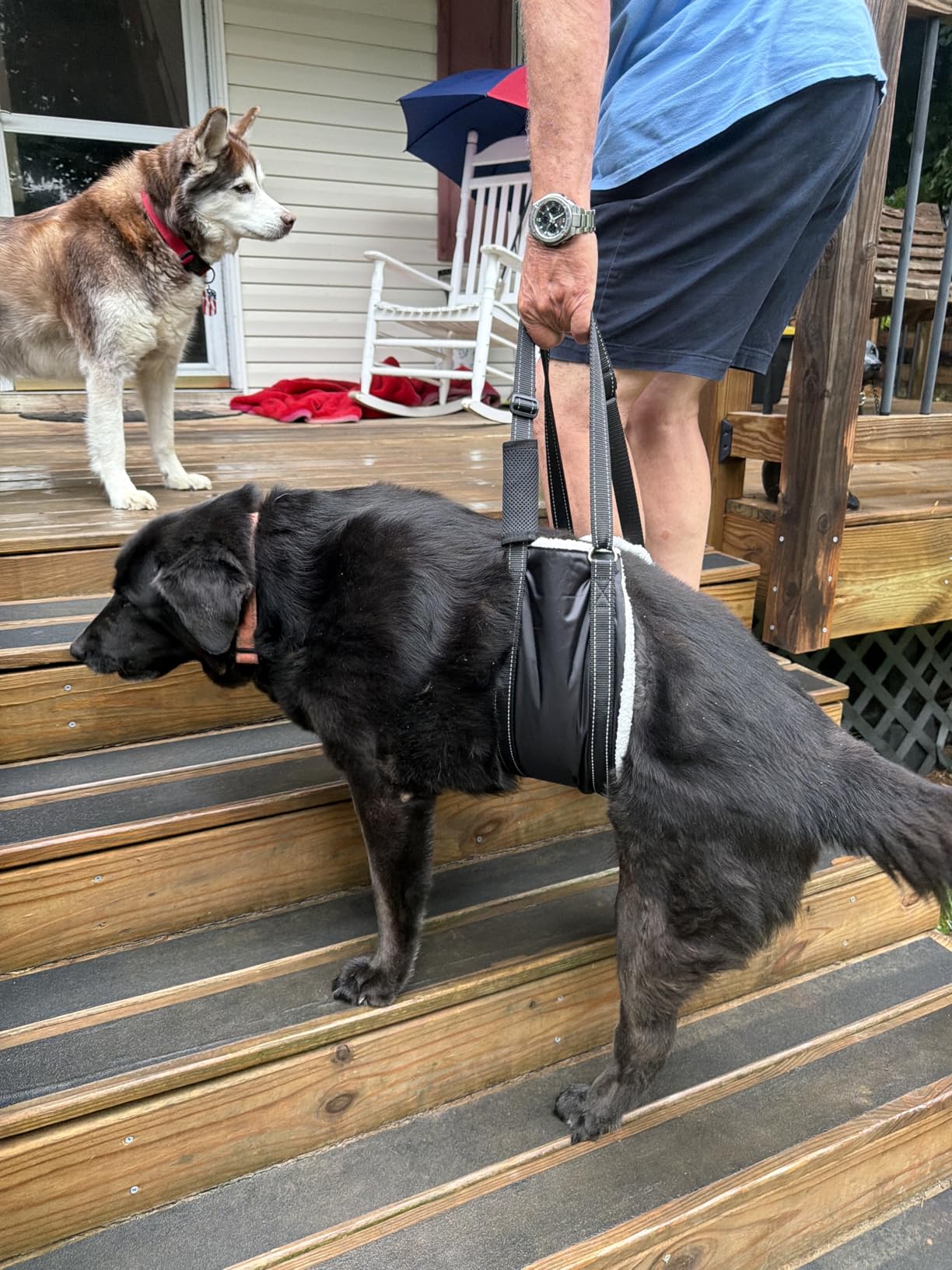 LOOBANI Adjustable Dog Sling for Large Dogs Hind Leg Support ACL Recovery | Walking & Stair Assistance, Senior Dog Mobility, Padded Comfort, Adjustable Fit, Lightweight Nylon, Soft Plush Lining customer photo 1