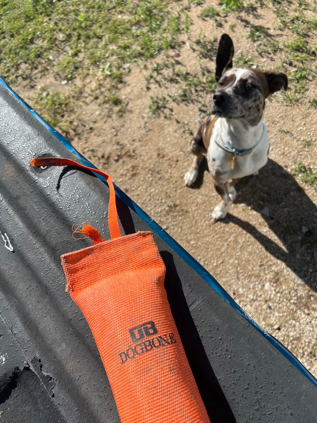 Firehose Dog Bumper for Hunting & Sporting Dog Training - Perfect Floating Dummy for Water Retrieving & Fetch - Ideal Canvas Alternative for Puppies or Adult Retrievers & Includes Throw Loop customer photo 2
