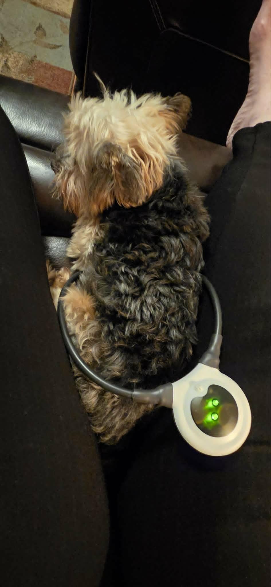 Assisi Loop 2.0 Manual tPEMF Device for Dogs, Cats, and Horses (20 cm) customer photo 1