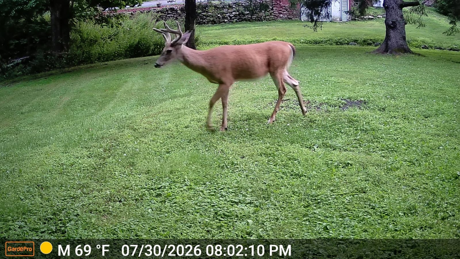 GardePro E5S Trail Camera, 64MP Photo & 1296P HD Video customer photo 1