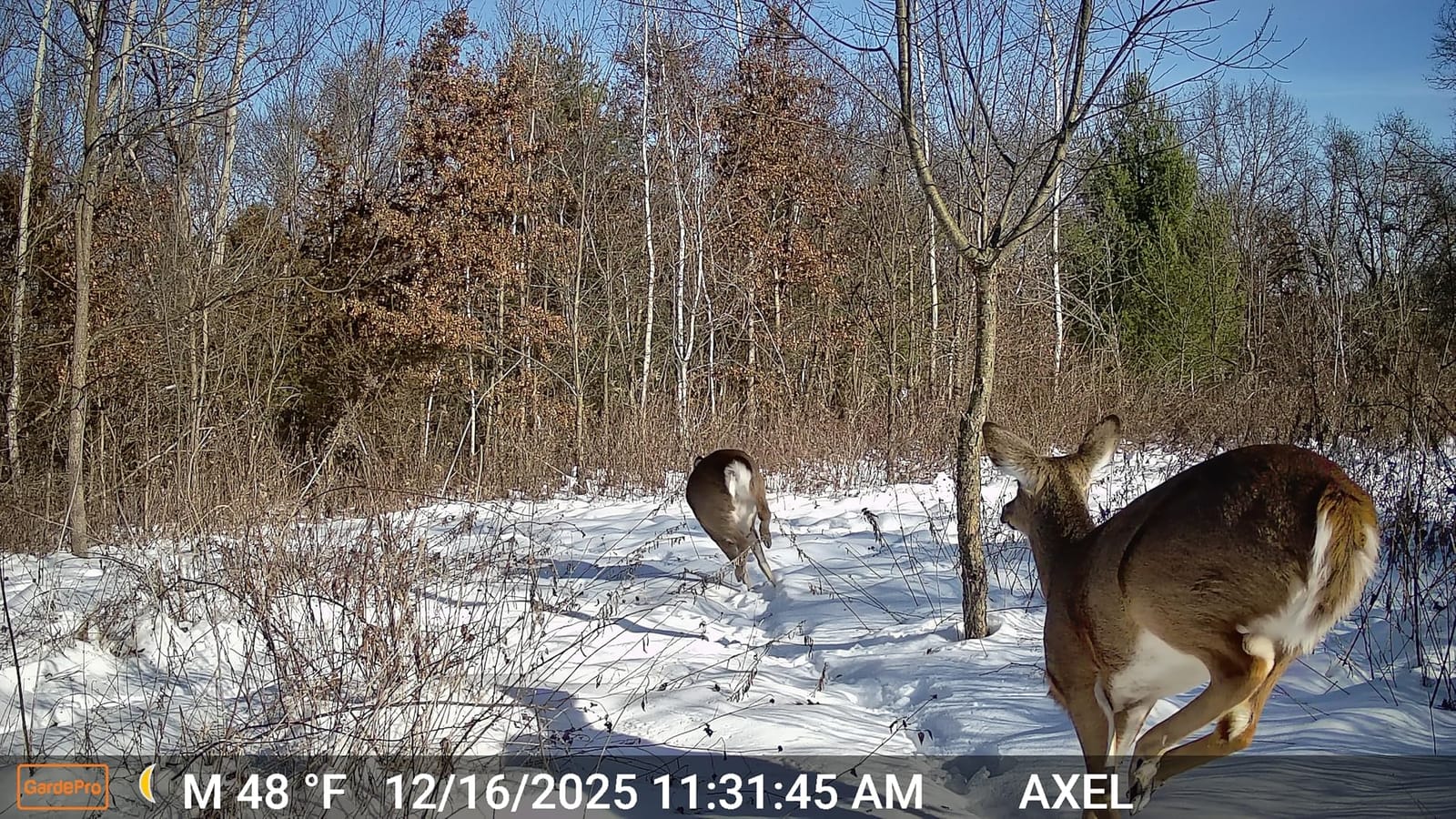 GardePro E5S Trail Camera, 64MP Photo & 1296P HD Video customer photo 2