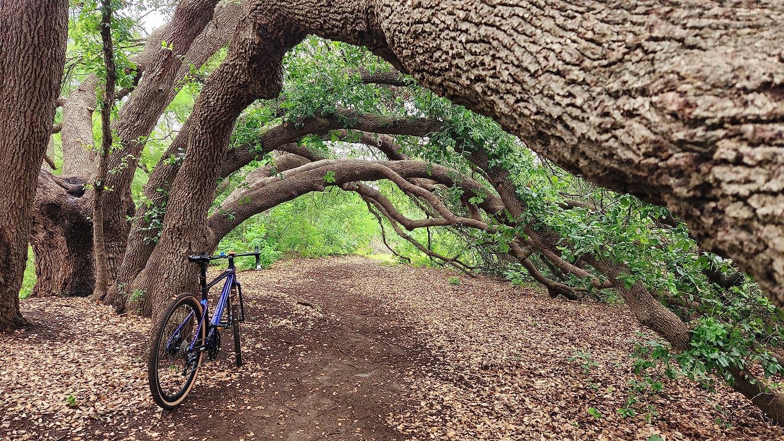 KABON Carbon Gravel Road Bike, T800 Carbon Fiber Frame 700C Road Bike with 18 Speeds Drivetrain, Integrated Carbon Handlebar, Disc Brakes Racing Bicycle for Adult Unisex customer photo 2