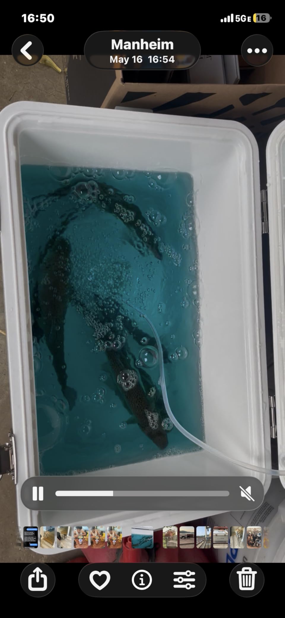 ENGEL Live Bait Cooler PRO for Fishing - Portable Minnow and Bait Bucket with Lithium-Ion Rechargeable Aerator customer photo 2