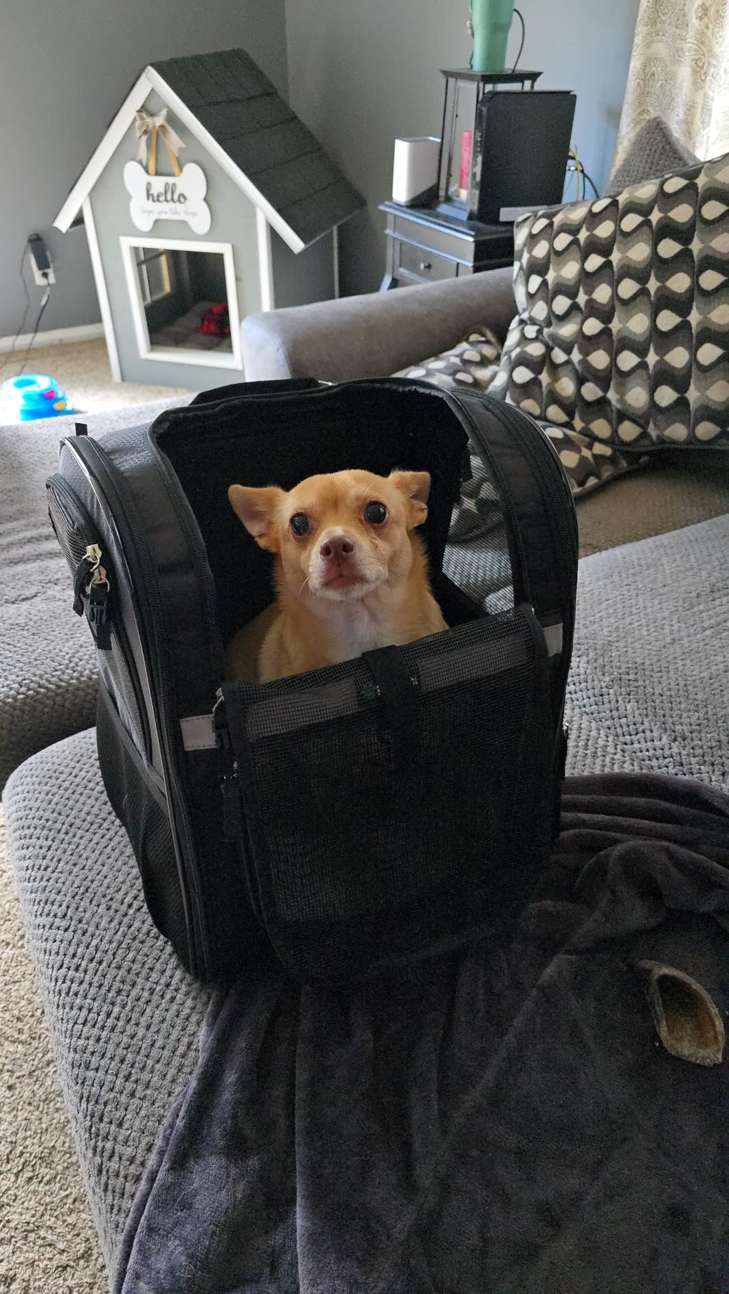 PetAmi Dog Backpack Carrier for Cats, 4-Way Entry Ventilated, 18 lbs, Black customer photo 1