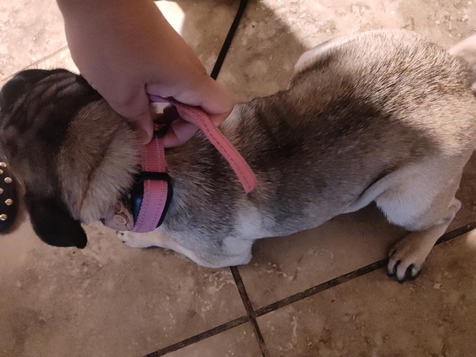 No Shock Dog Training Collar with Remote 3300ft Range | Vibrating Dog Collar, Vibration Collar for Small Medium Large Dogs, 9 Style Tones and Vibration Collar customer photo 2