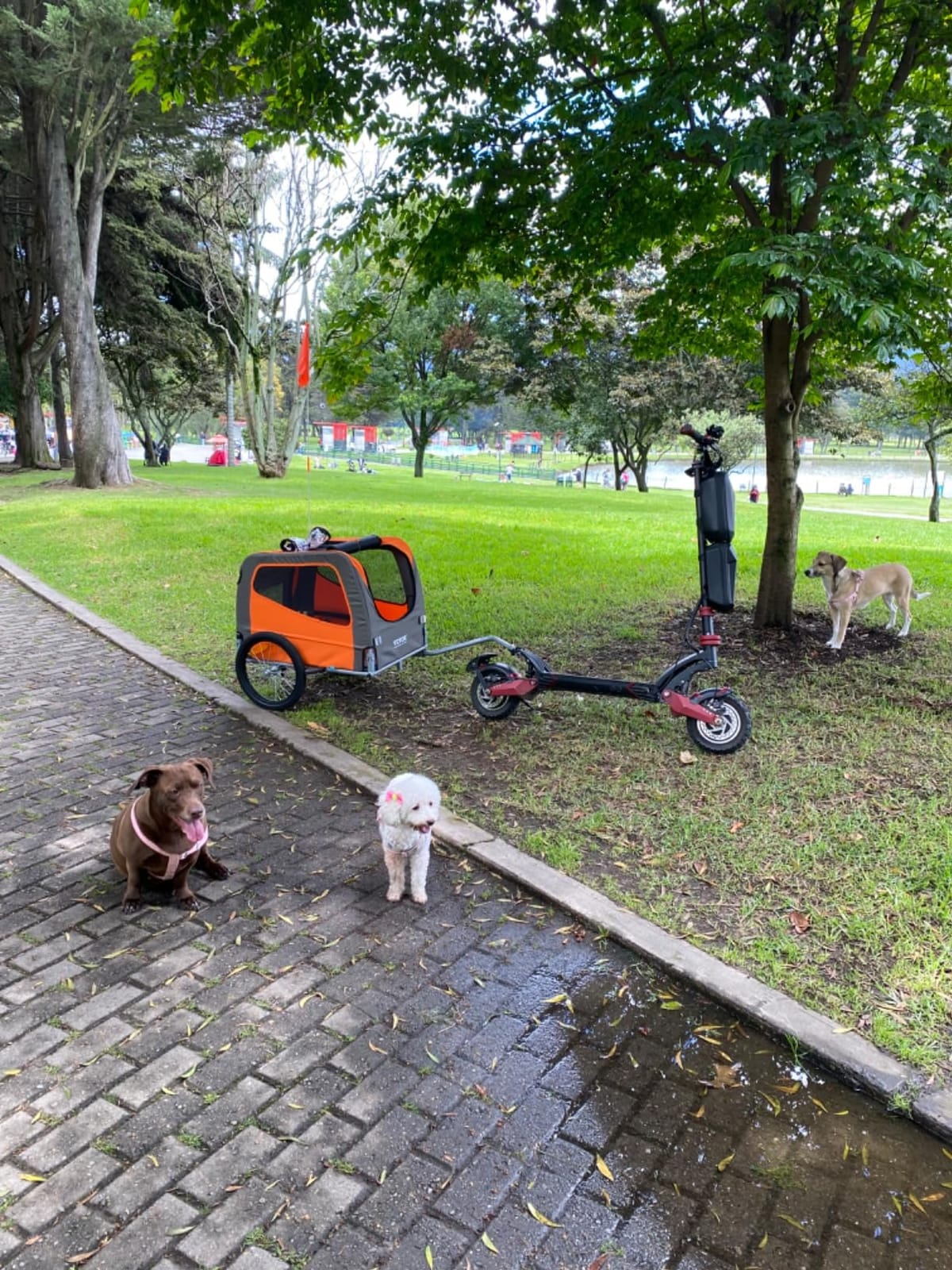 VEVOR Dog Bike Trailer, Supports up to 66/88/100 lbs, 2-in-1 Pet Stroller Cart Bicycle Carrier, Easy Folding Cart Frame with Quick Release Wheels, Universal Bicycle Coupler, Reflectors, Flag customer photo 2