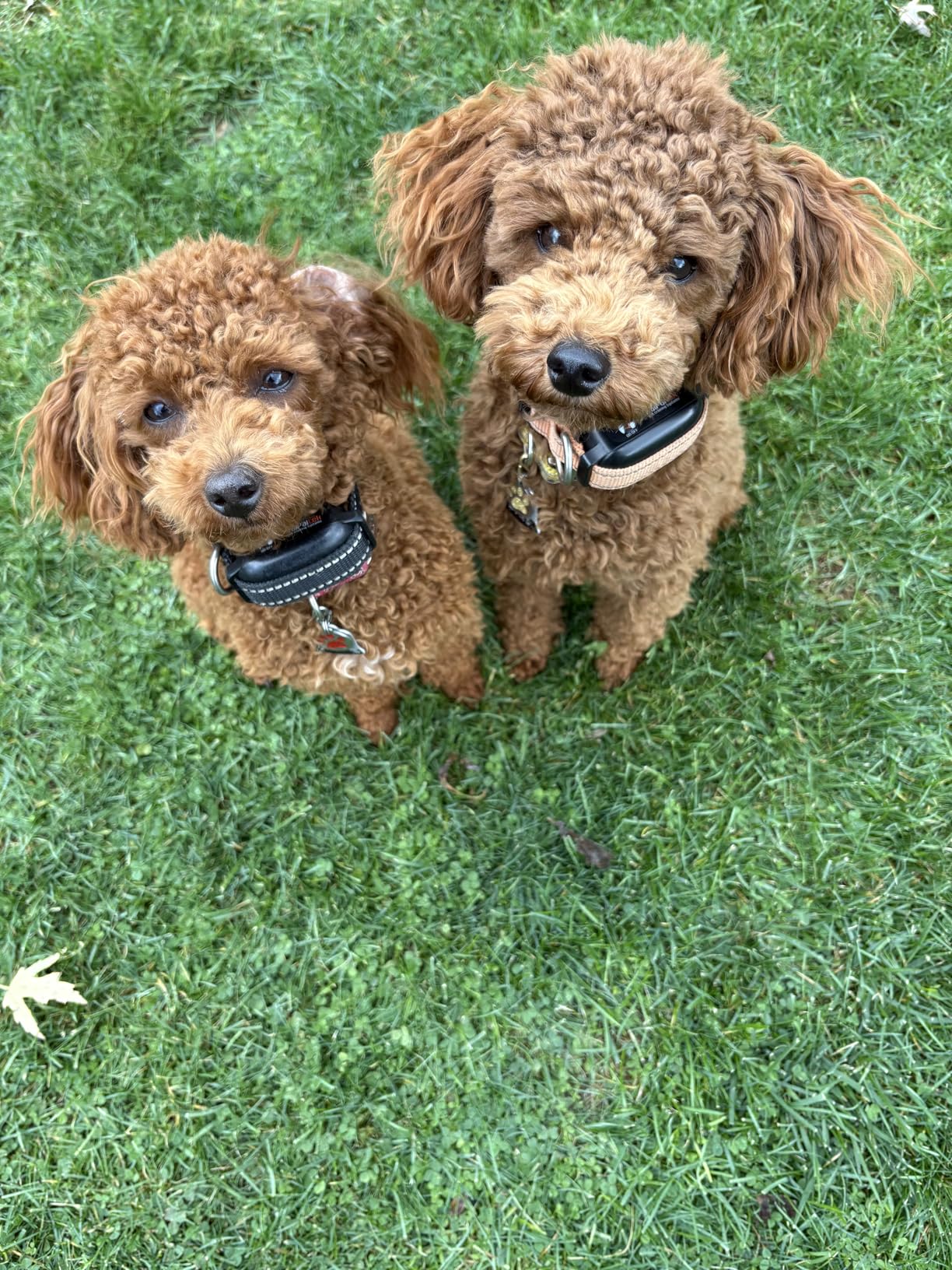 Dog Vibration Collar with Controller for 2 Dogs No Shock, 9 Types of Beeps and Vibrations, 3300ft Range & Upgraded Waterproof Training Collar for Dogs 5-120lbs - No Prongs customer photo 2