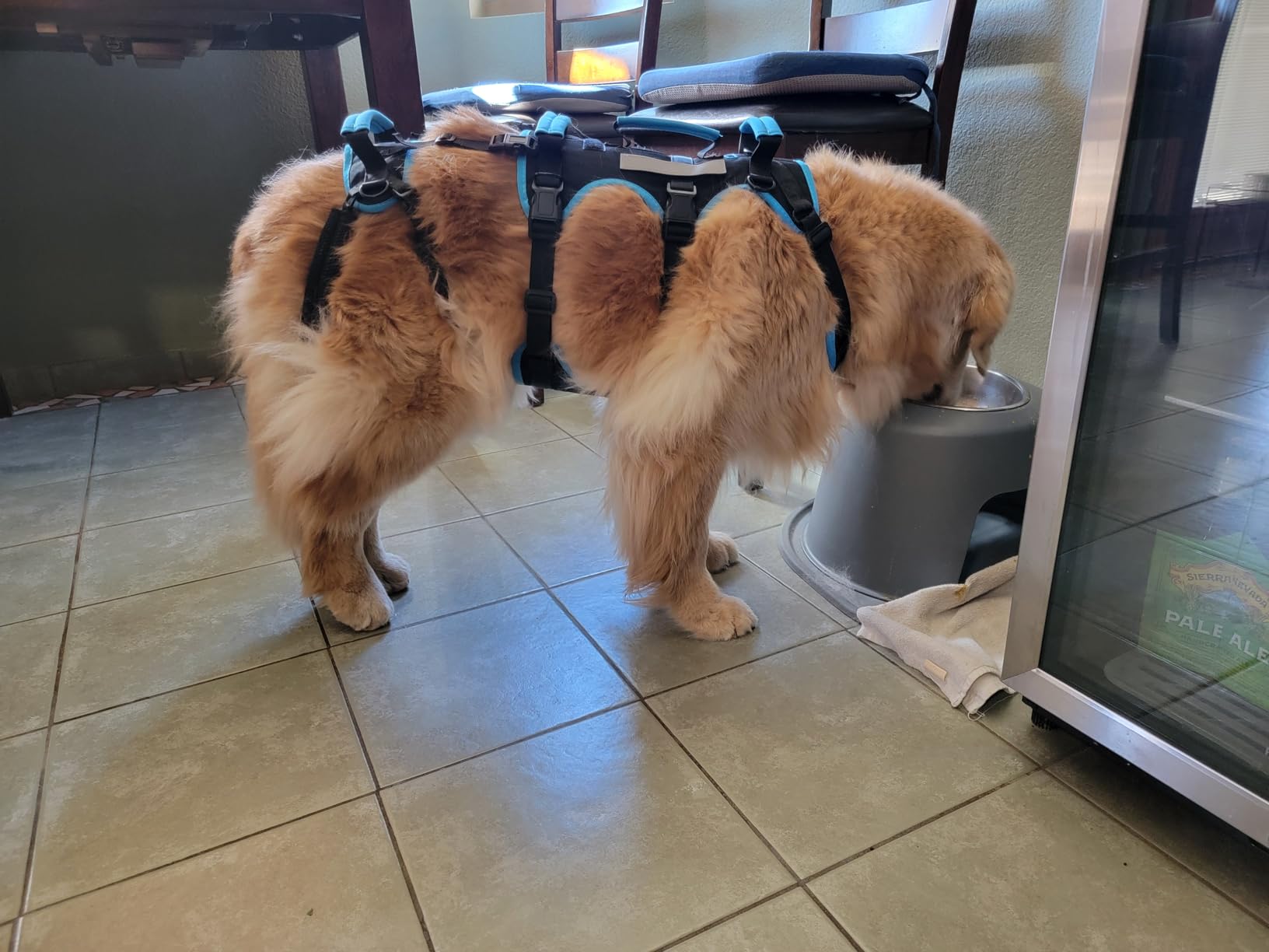 Dog Lift Harness for Large Male Dogs, 2-in-1 Detachable Support Harness, Full Body Carrying with 4 Handles, Dog Sling for Large Dogs Hind Leg Support(Black, X-Large) customer photo 1