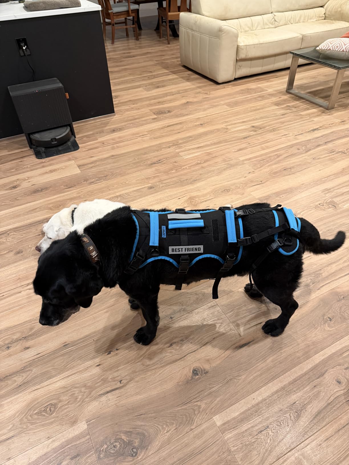 Dog Lift Harness for Large Male Dogs, 2-in-1 Detachable Support Harness, Full Body Carrying with 4 Handles, Dog Sling for Large Dogs Hind Leg Support(Black, X-Large) customer photo 2