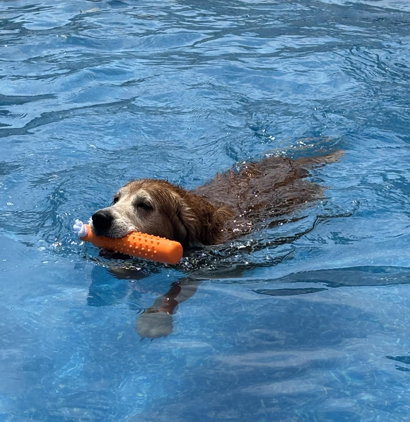 BINGPET Dog Float Bumper Toy 2 Pack, 10.8