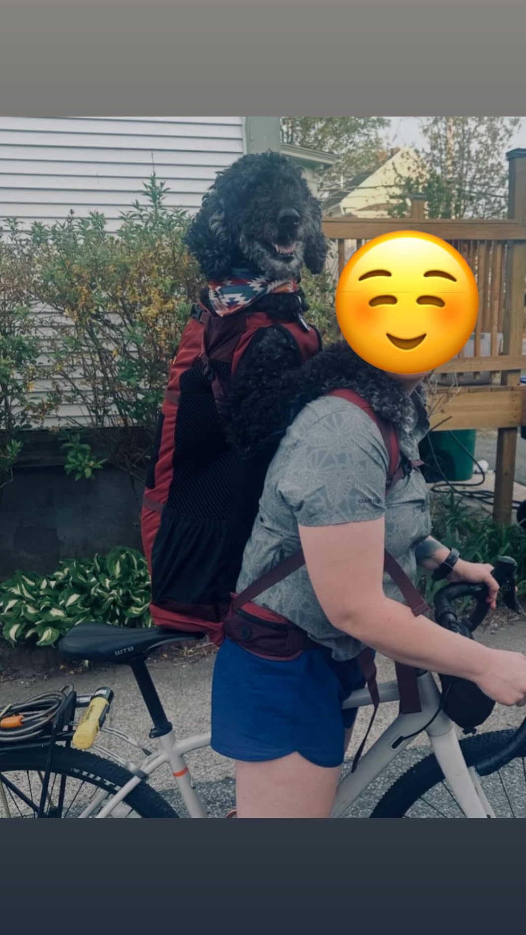 K9 Sport Sack Knavigate - Medium, Dune - Ideal for Dogs with 17-19