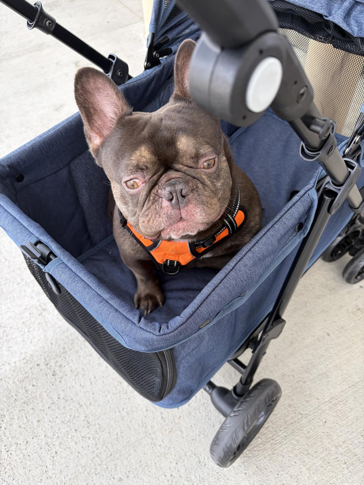 Dog Stroller for Large & Medium Dogs (20-132 lbs), for 2 Small Dogs | Pet Stroller, Extra Large Heavy Duty, Foldable & Ventilated, Pink or Navy customer photo 2