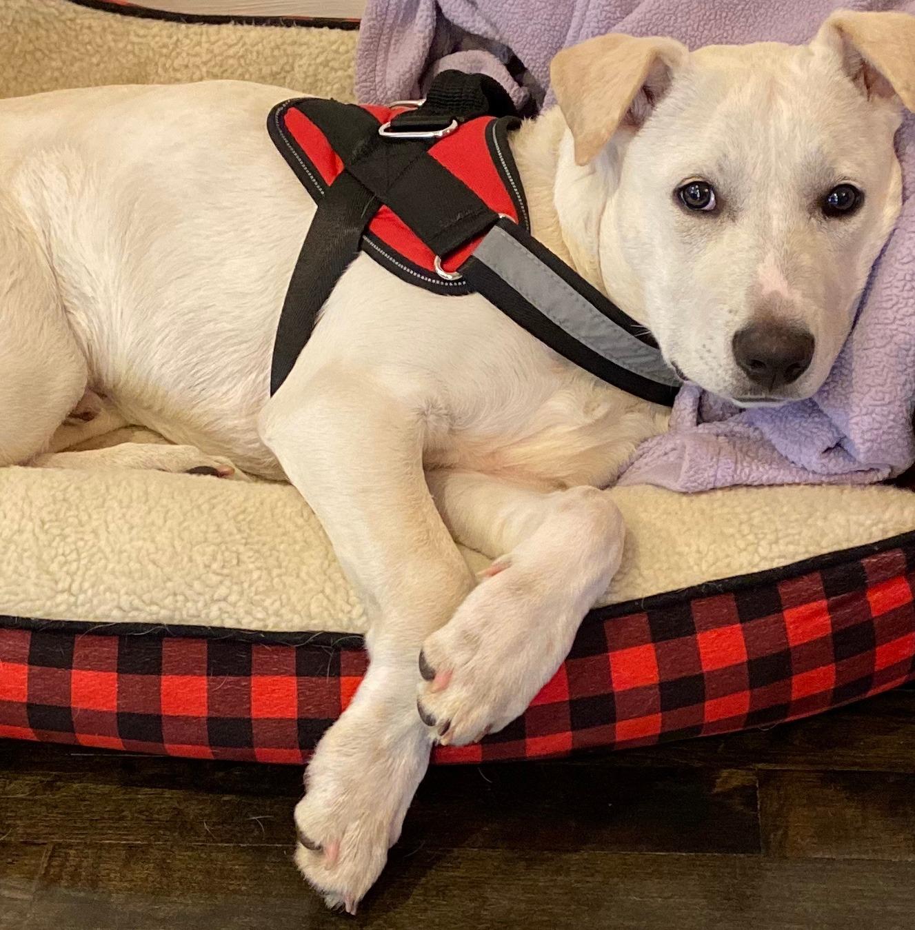 NOYAL Dog Lift Harness Sling, Adjustable Support for Senior Dogs | Adjustable sling for arthritis, hip dysplasia, post-surgery rehab, stair & car assist, nail trimming support customer photo 1