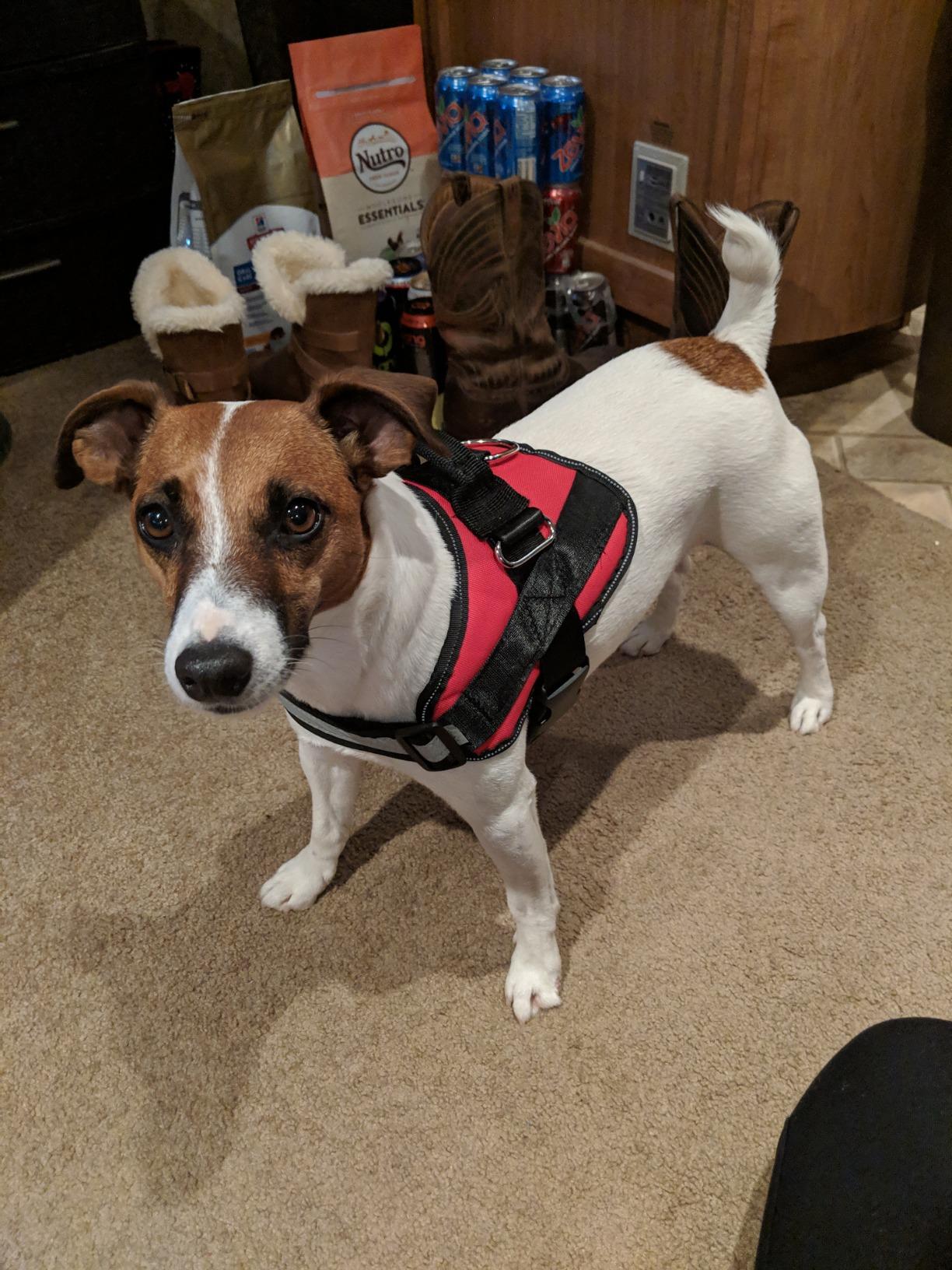 NOYAL Dog Lift Harness Sling, Adjustable Support for Senior Dogs | Adjustable sling for arthritis, hip dysplasia, post-surgery rehab, stair & car assist, nail trimming support customer photo 2