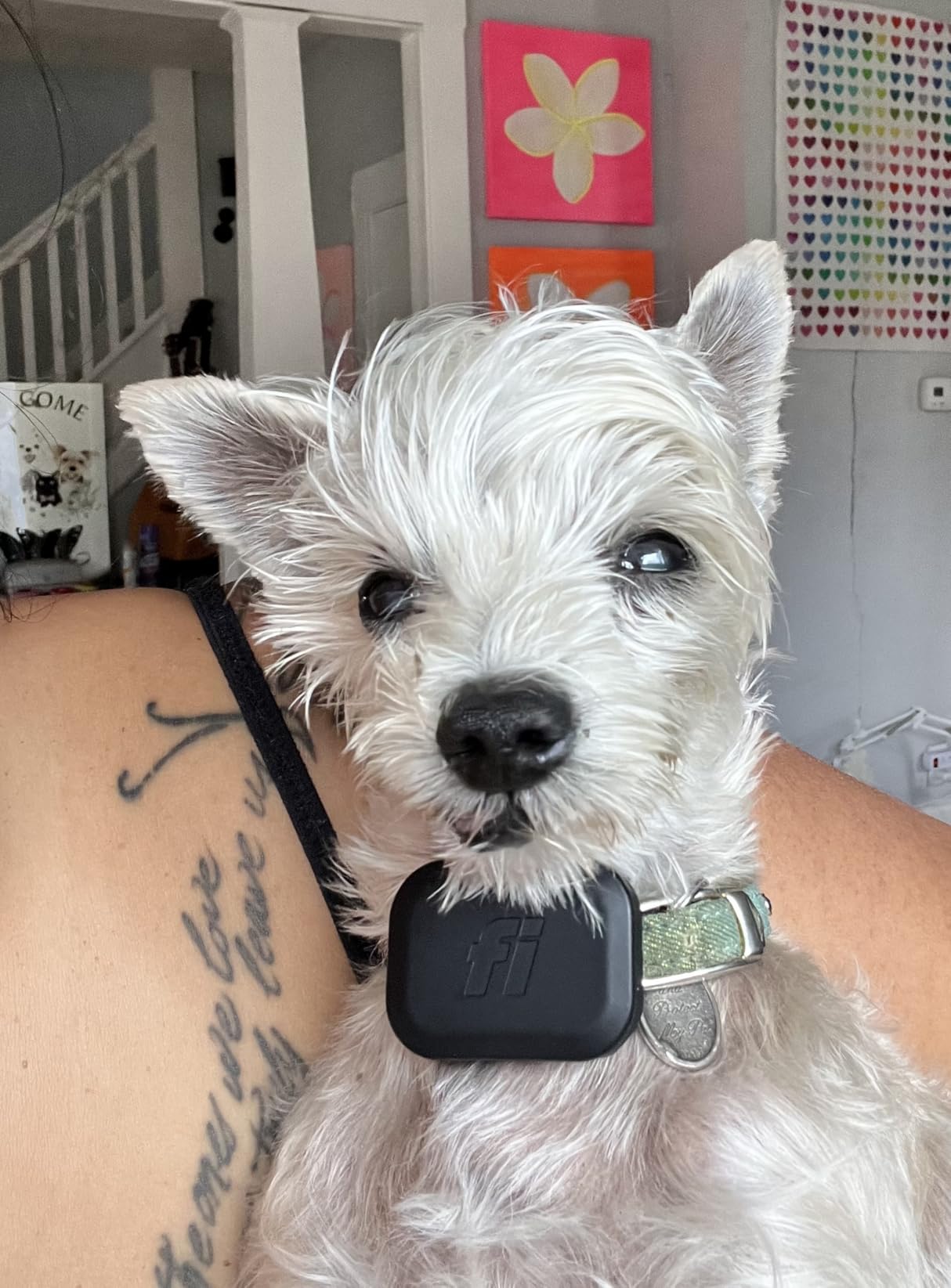 Fi Mini Attachable GPS + Health Tracker for Dogs, 6-Month Membership | Smart GPS collar attachment with virtual fences, escape alerts, health and step tracking. Lightweight and waterproof. customer photo 1