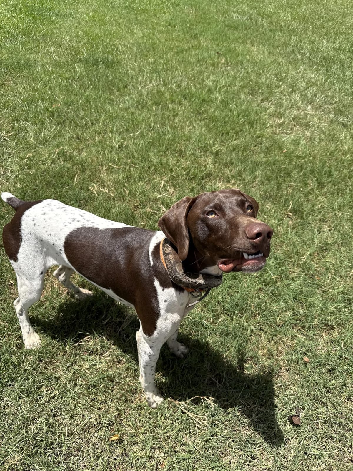 Halo Collar 5 GPS Wireless Dog Fence customer photo 1