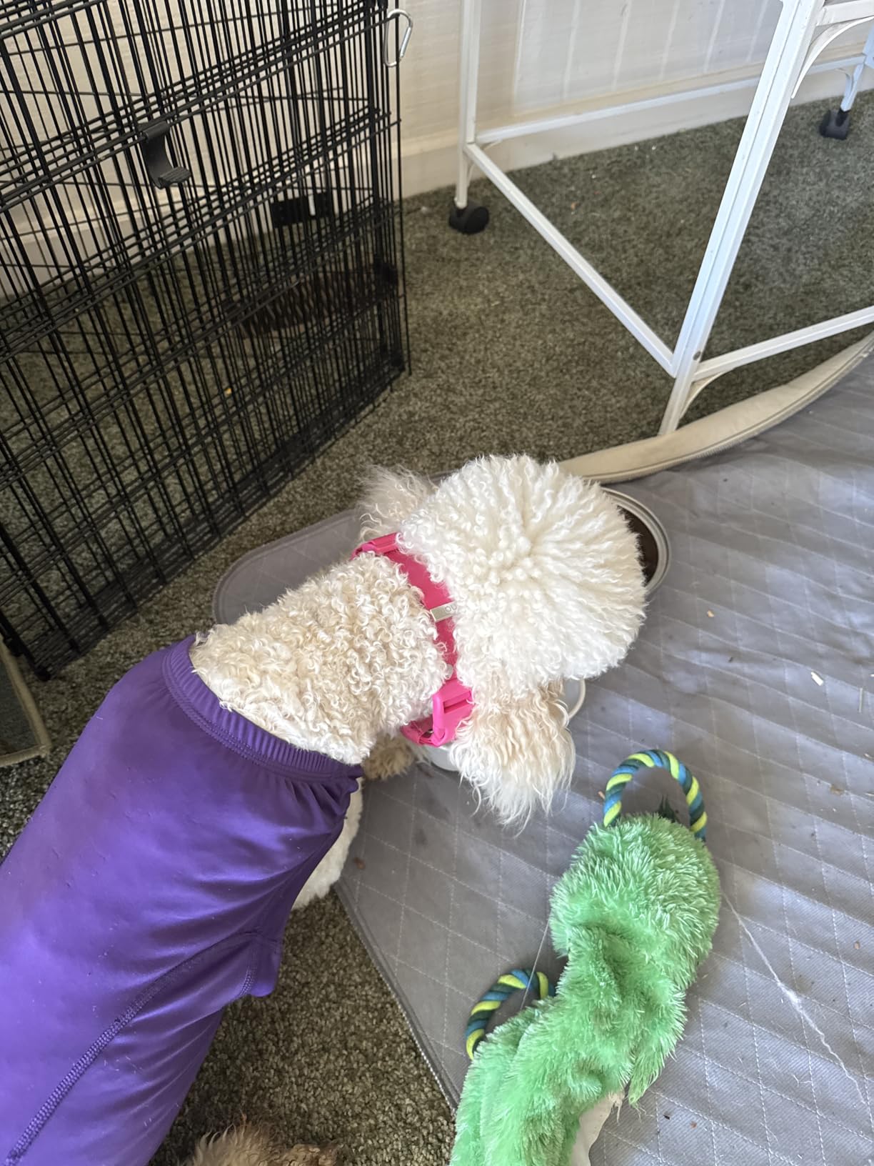 Halo Collar 5 GPS Wireless Dog Fence customer photo 2
