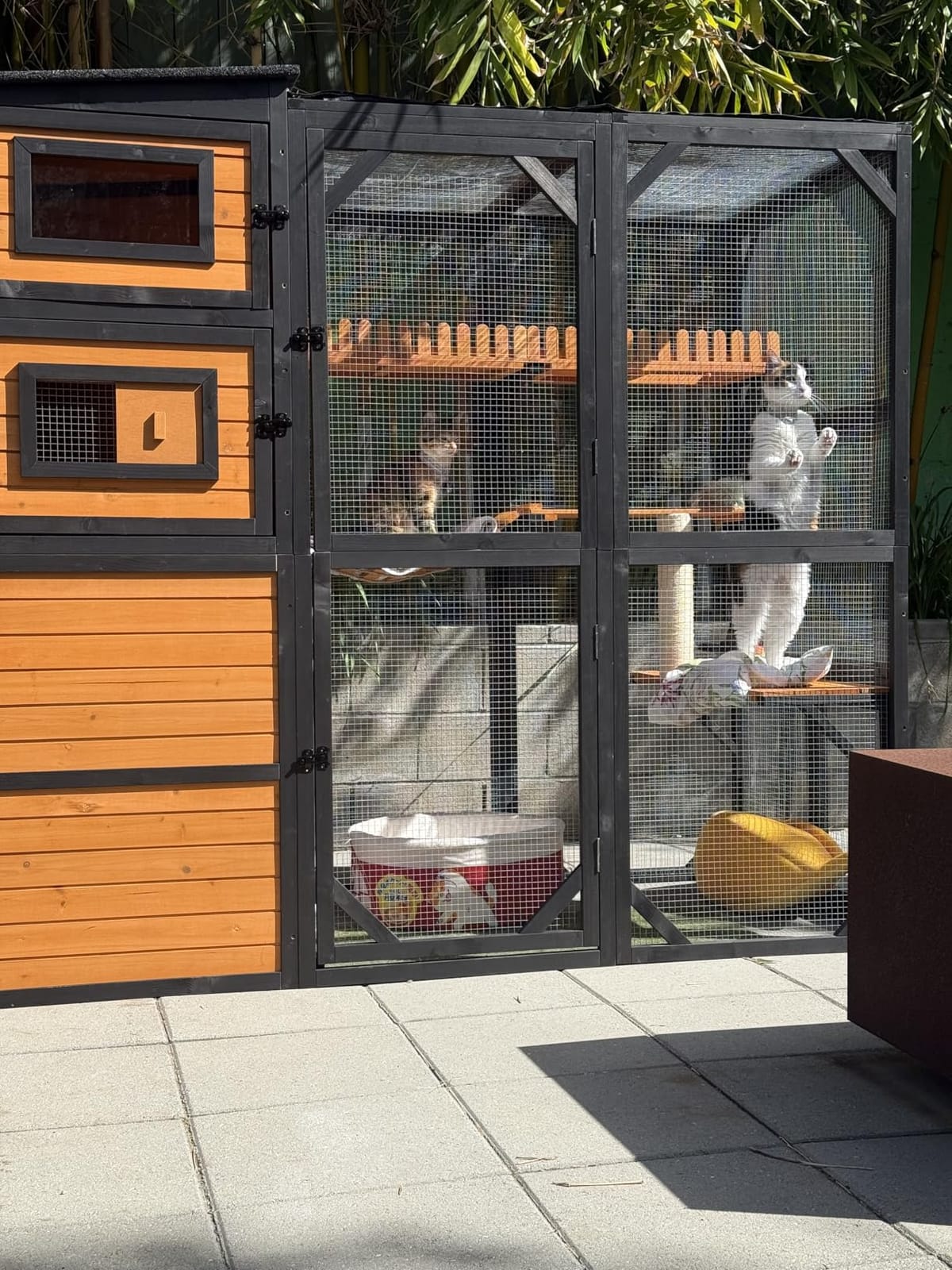 Large Wooden Catio Outdoor Cat Enclosure with 4-Tier Design | 4 Platforms, Scratching Post, Bridge, Weatherproof Roof, Window Connection customer photo 1