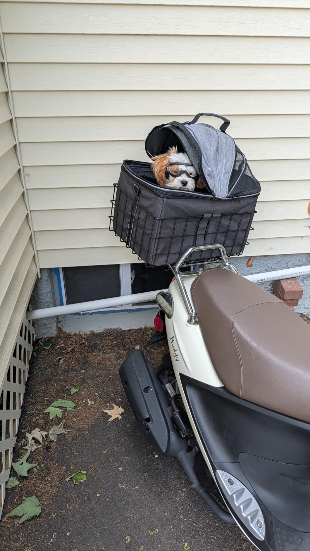 YEEGO DIRECT Dog Bike Basket for Rear Rack, 2-in-1 Pet Carrier & Cargo Basket, Detachable Dog Carrier for Bicycle with Safety Leash, Fits Small Medium Dogs Cats up to 20 LBS, Basket Patented Design customer photo 1